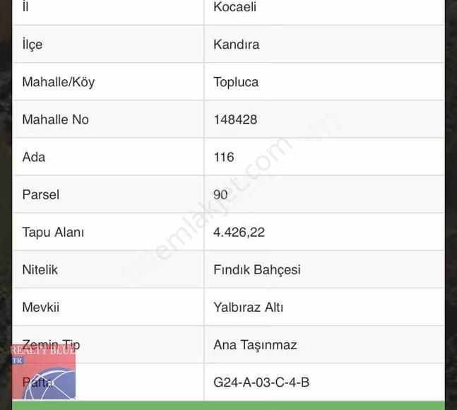 Kocaeli Kandıra'da Satılık Fındık Bahçesi 4.426 M² - Görsel 5