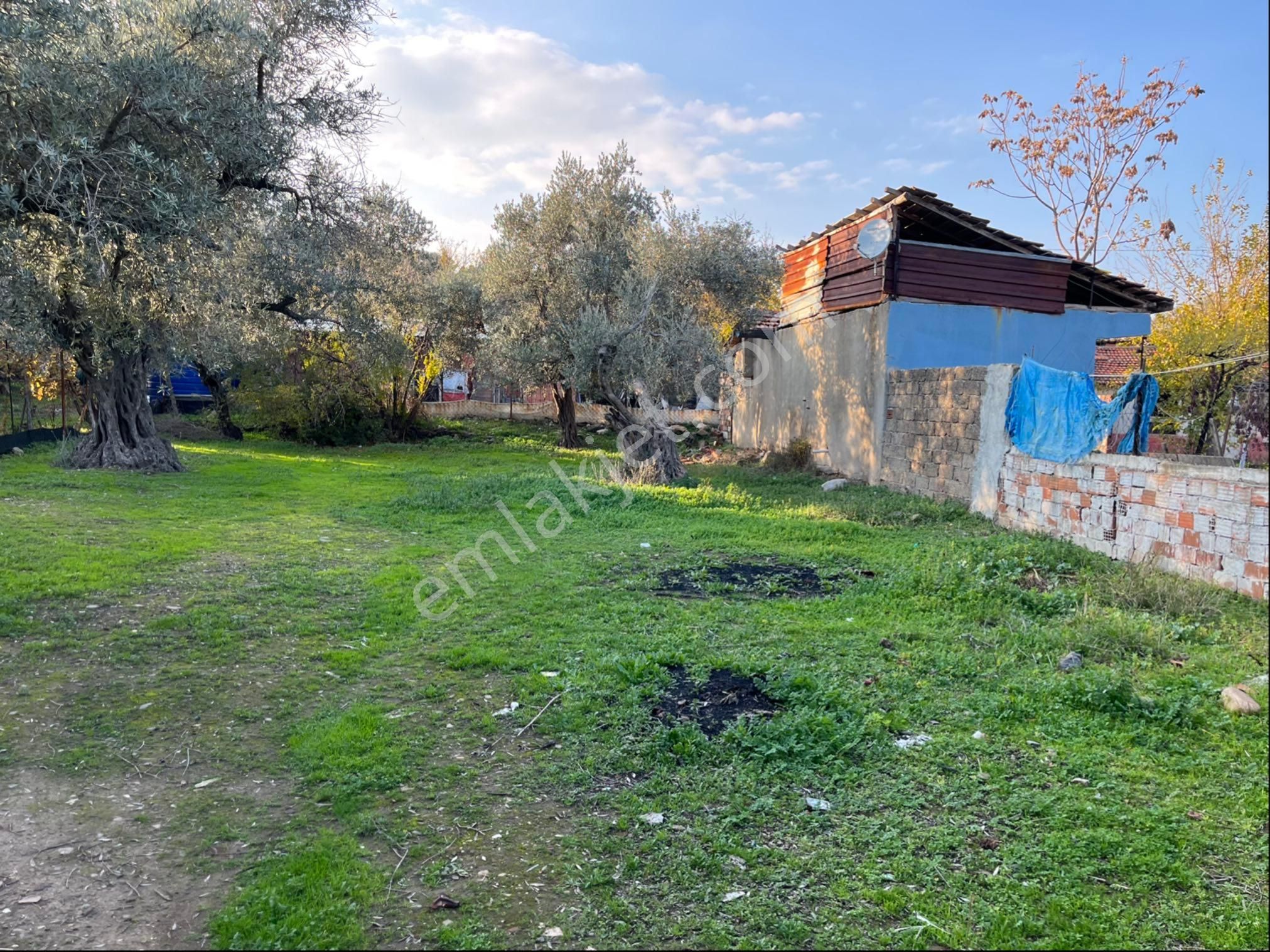 Satılık Yatırıma Uygun Zeytinlik - Görsel 8