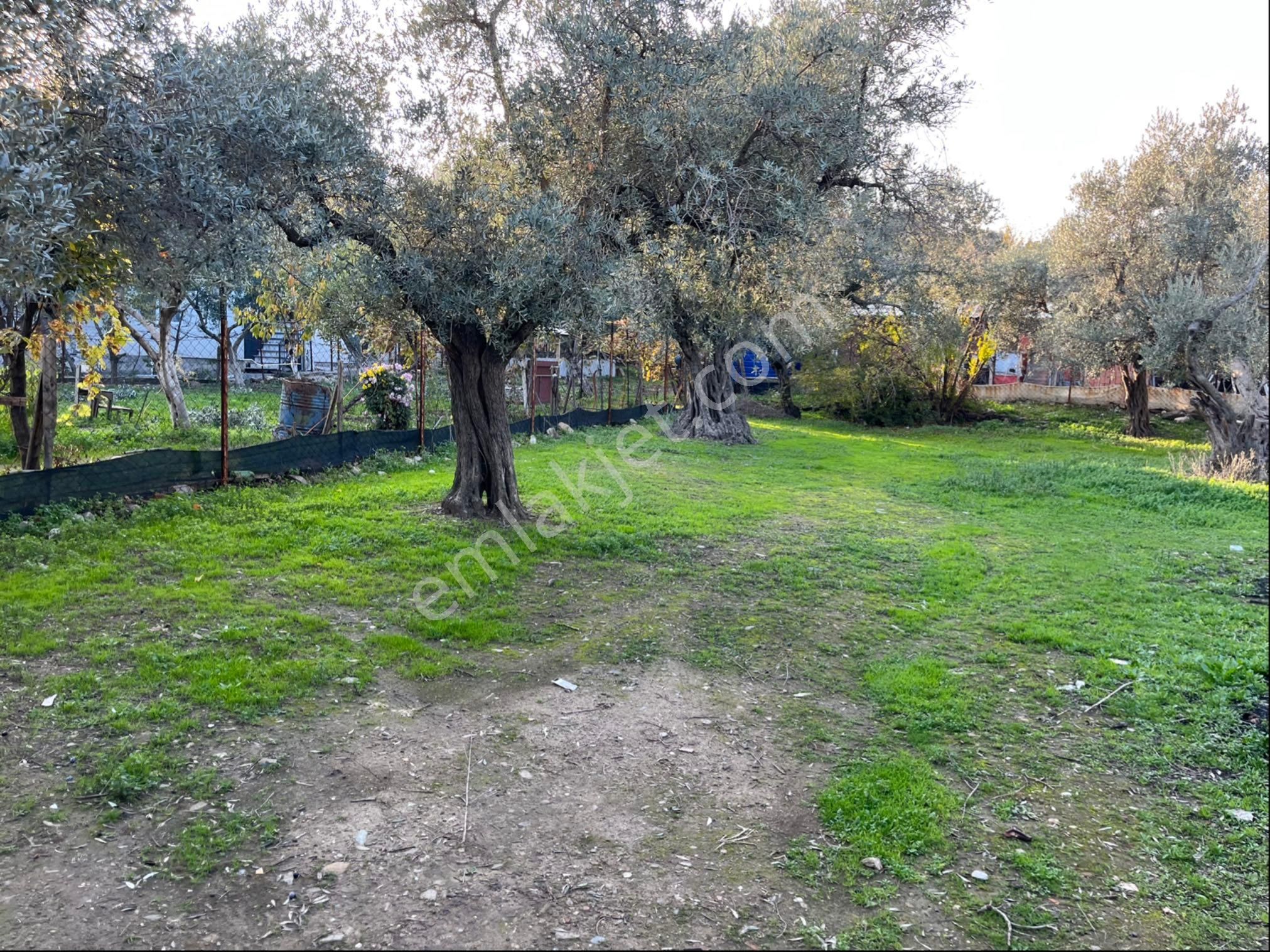 Satılık Yatırıma Uygun Zeytinlik - Görsel 3