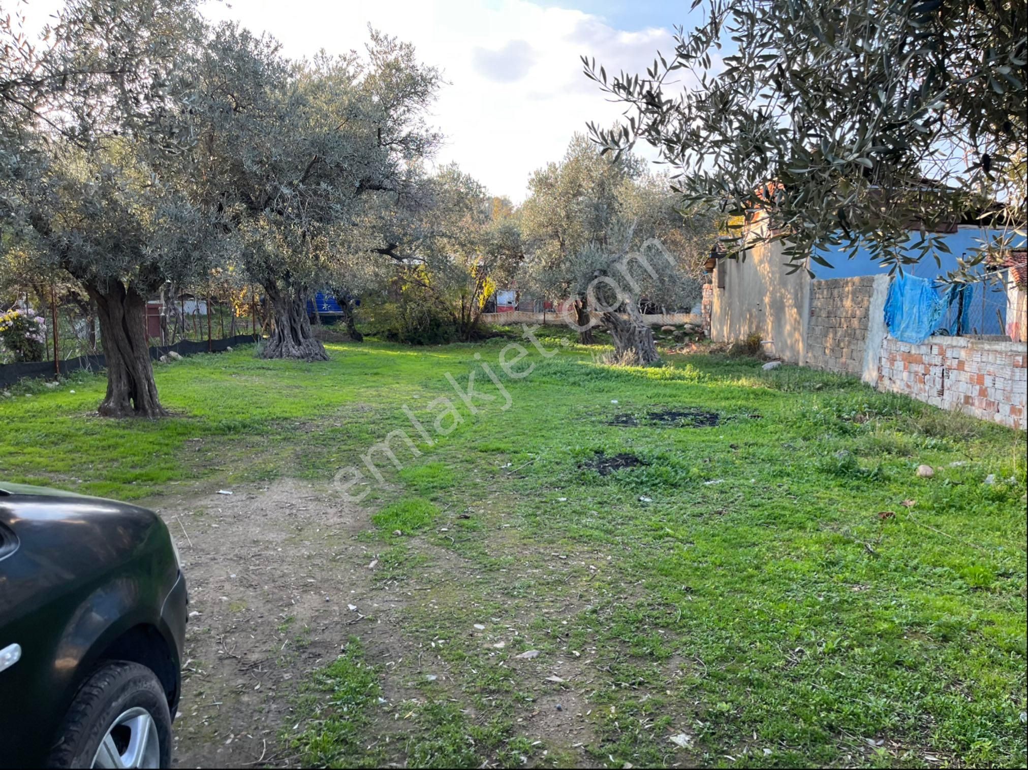 Satılık Yatırıma Uygun Zeytinlik