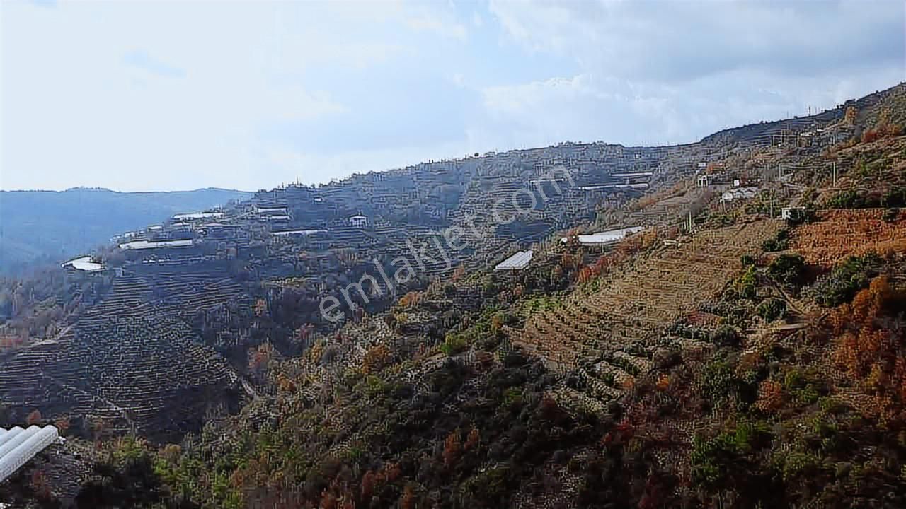 Alanya Güney Mahellesi Satılık 9758m2 Ev Ve Avokado Bahçesi - Görsel 27