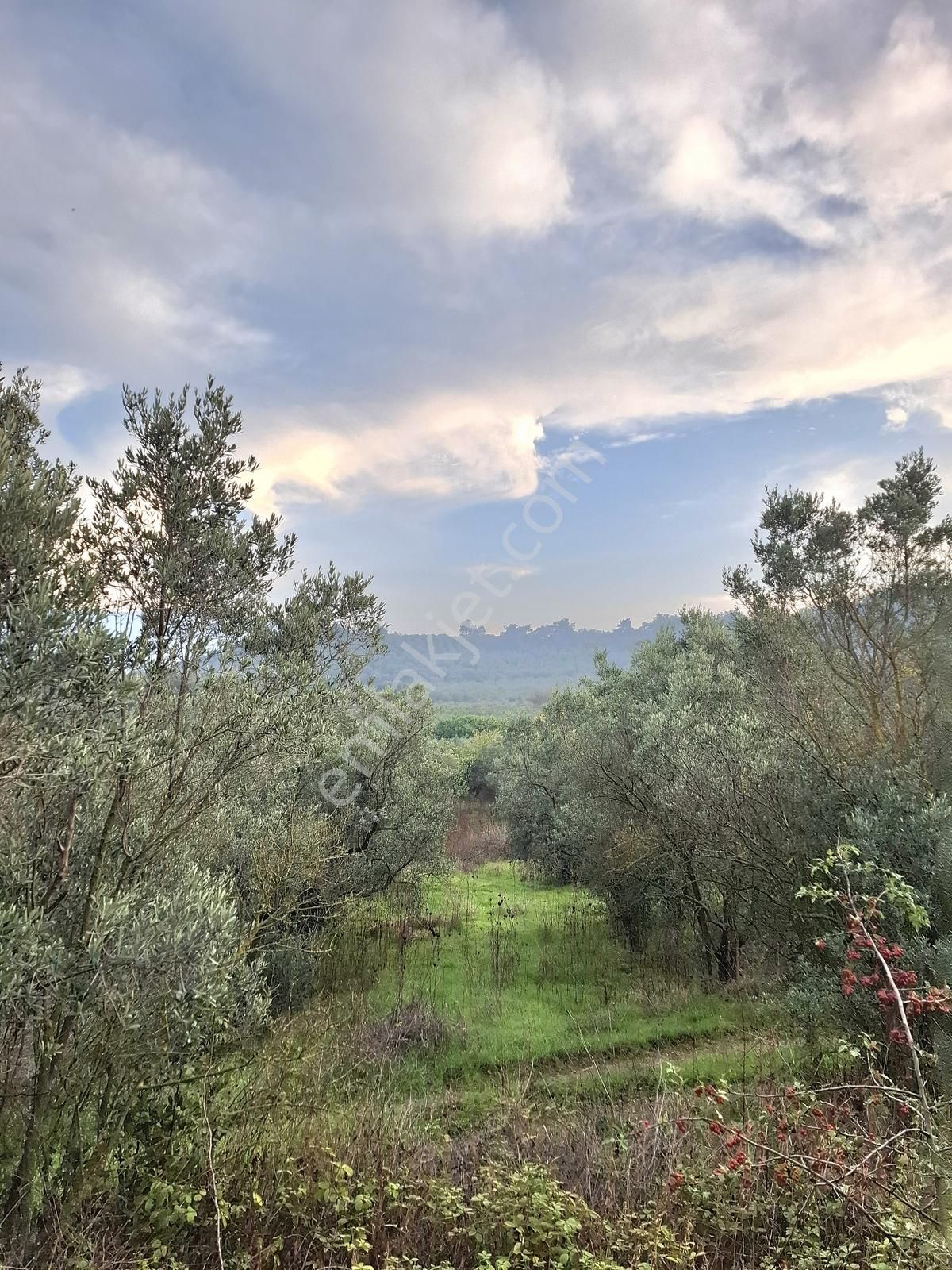 Remax Leon Trilye ' De 1072 M2 Satılık Zeytinlik - Görsel 10