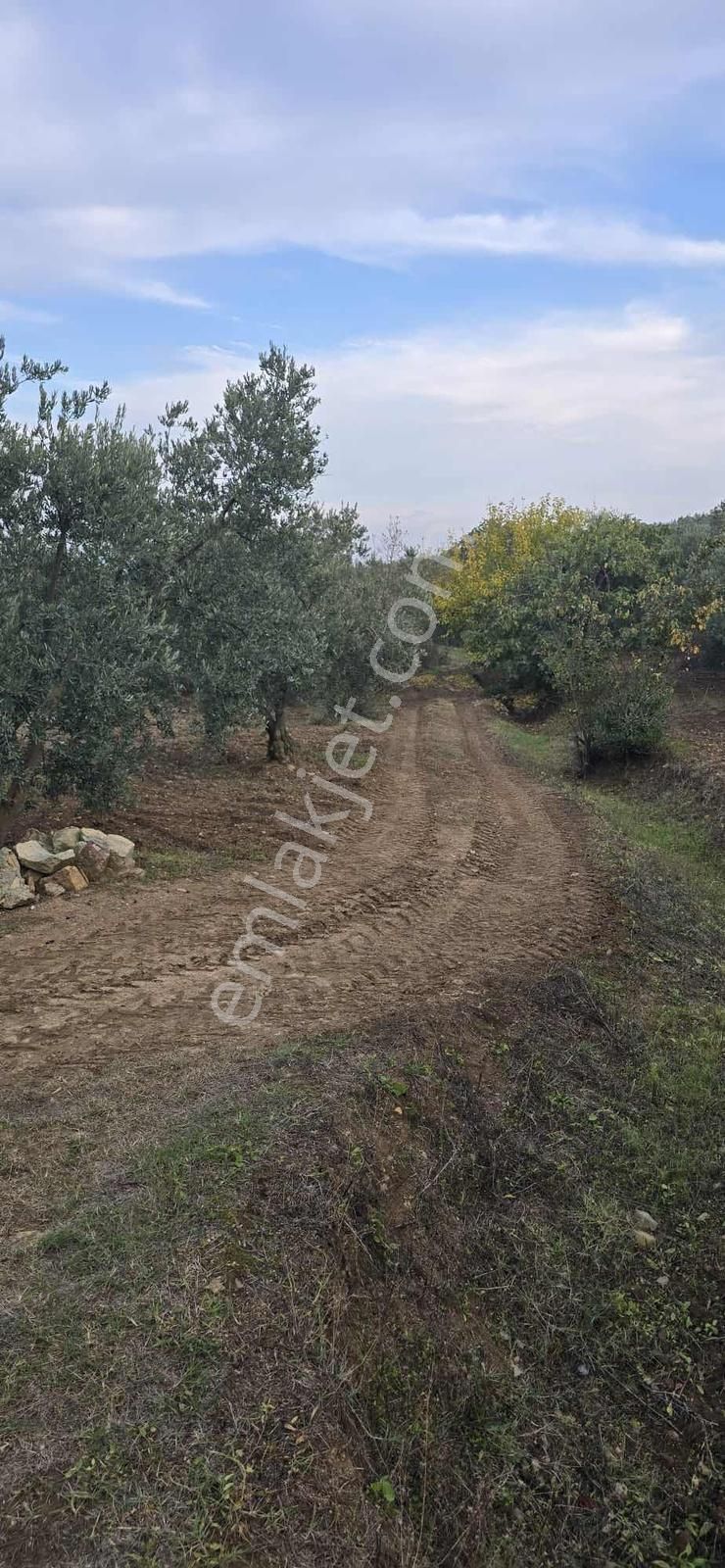 Remax Leon Trilye ' De 1072 M2 Satılık Zeytinlik - Görsel 8