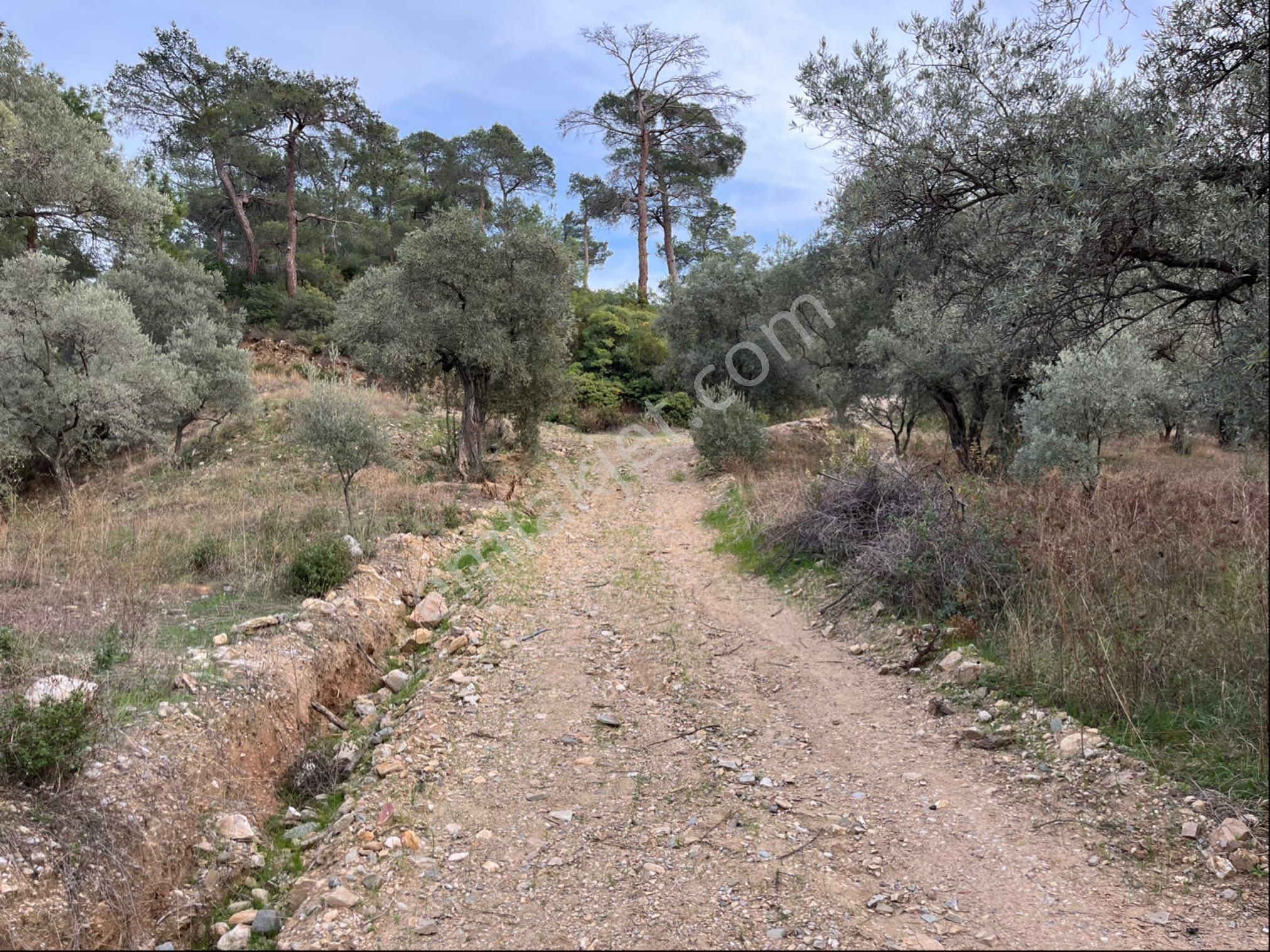 Satılık Zeytinlik - Görsel 16