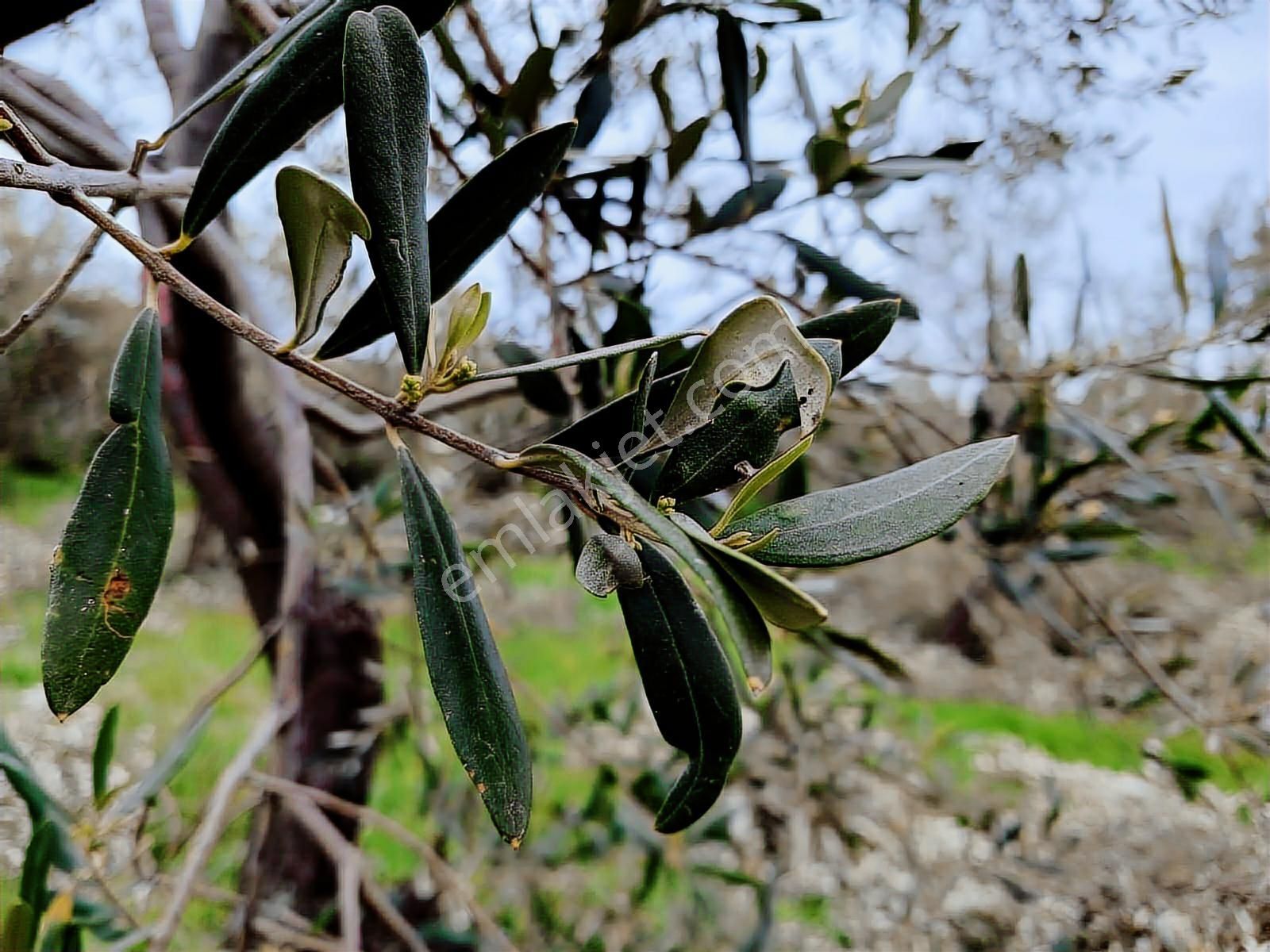Toplamda 2085 Metrekare Asfalta Cephe Zeytinlik 2 Adet Tapu