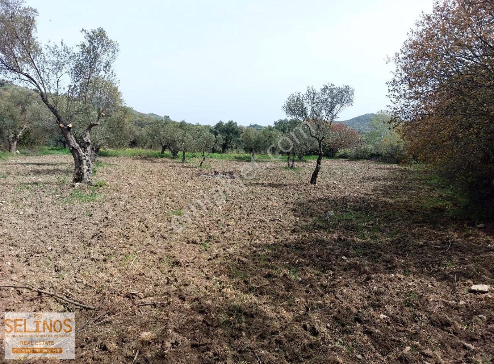Bergama Hamzalısüleymaniye Köyünde 4313 M2 Zeytinlik - Görsel 13