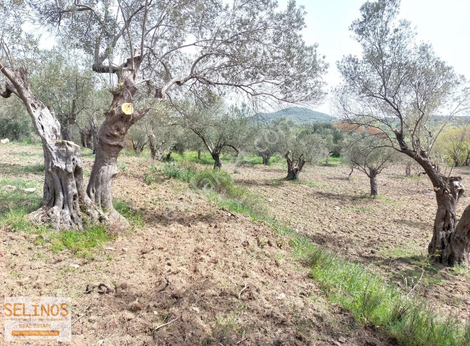 Bergama Hamzalısüleymaniye Köyünde 4313 M2 Zeytinlik