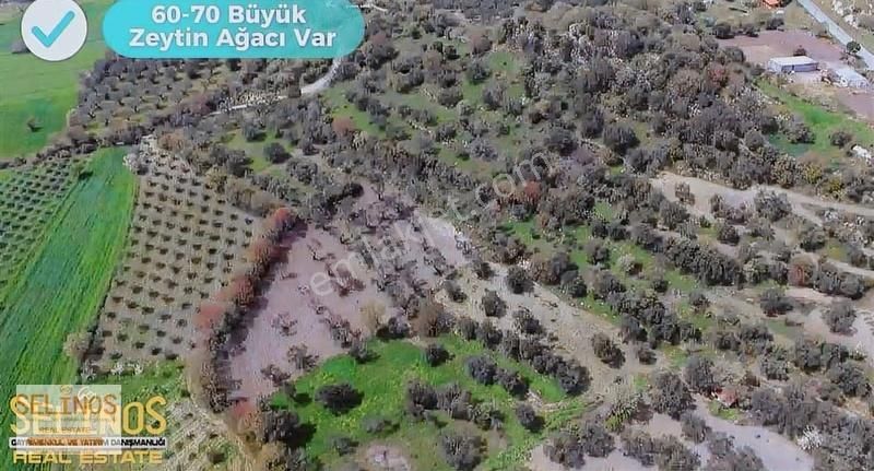 Bergama Hamzalısüleymaniye Köyünde 4313 M2 Zeytinlik - Görsel 6