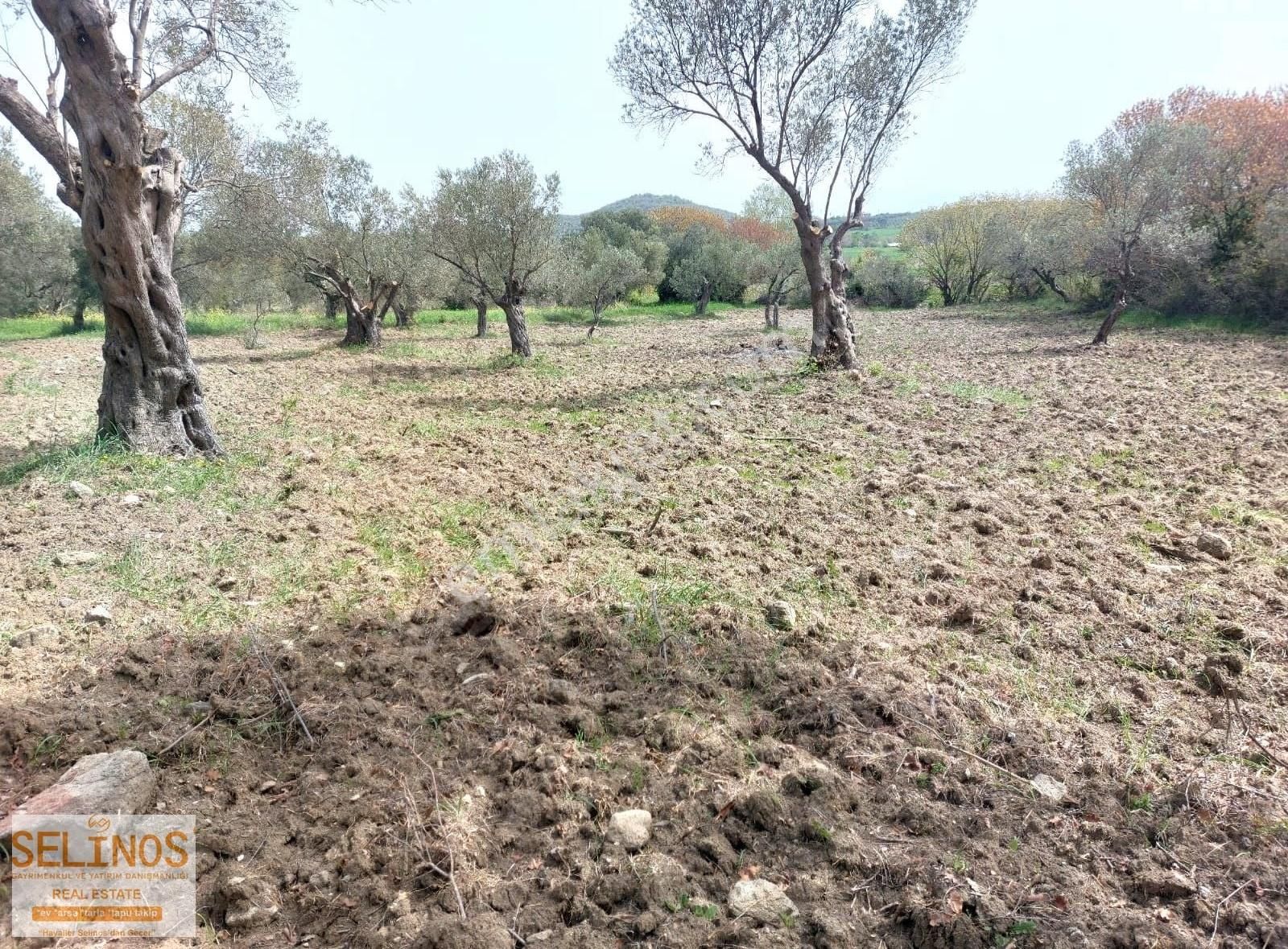 Bergama Hamzalısüleymaniye Köyünde 4313 M2 Zeytinlik - Görsel 2