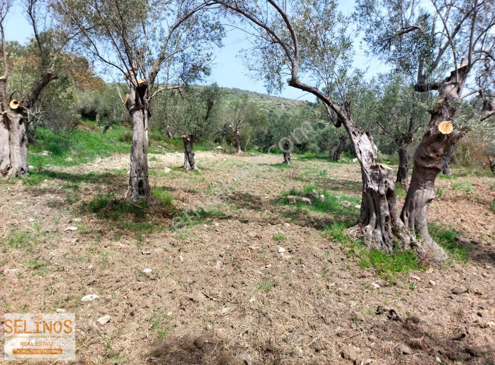 Bergama Hamzalısüleymaniye Köyünde 4313 M2 Zeytinlik - Görsel 12