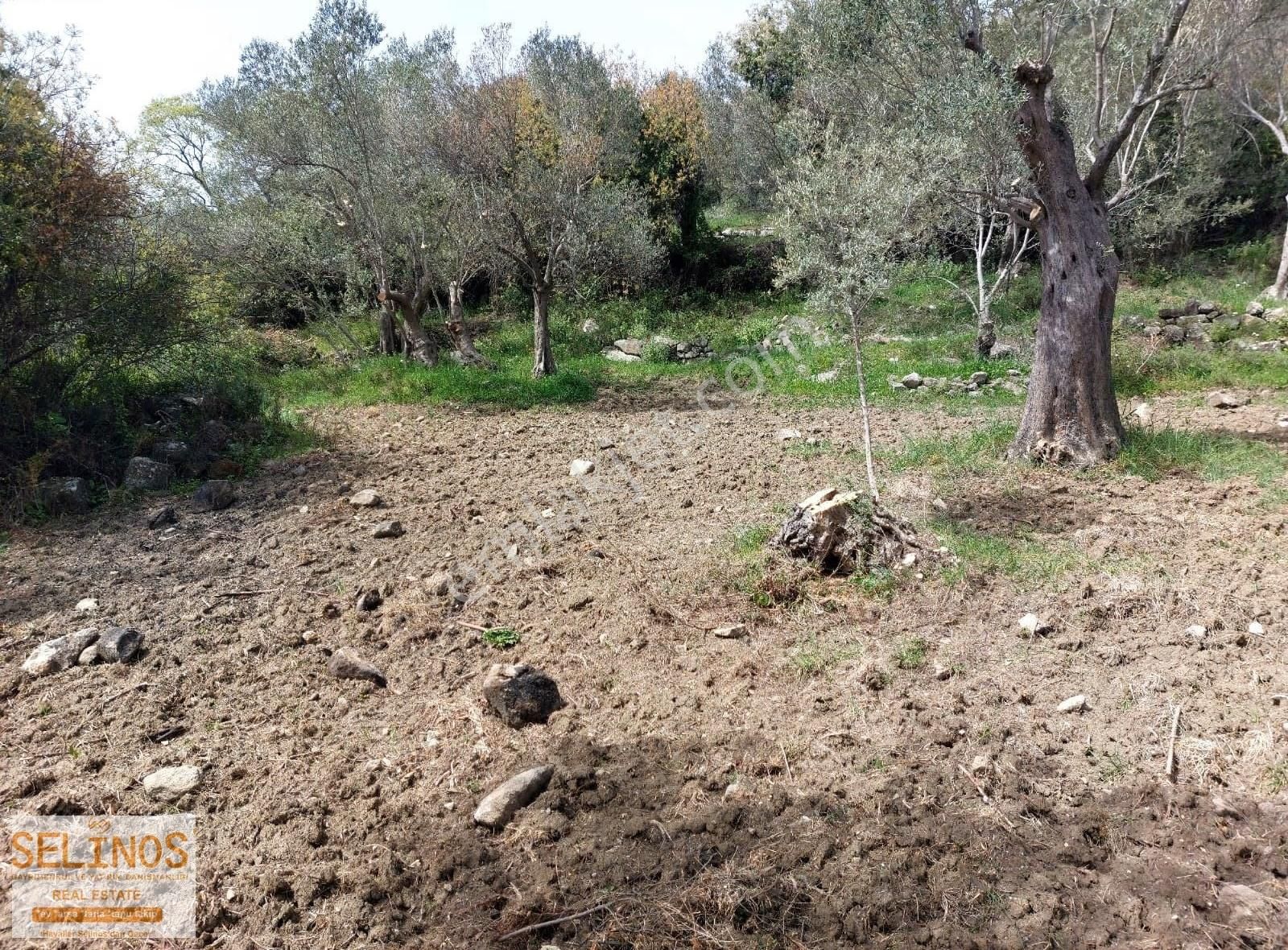 Bergama Hamzalısüleymaniye Köyünde 4313 M2 Zeytinlik - Görsel 11