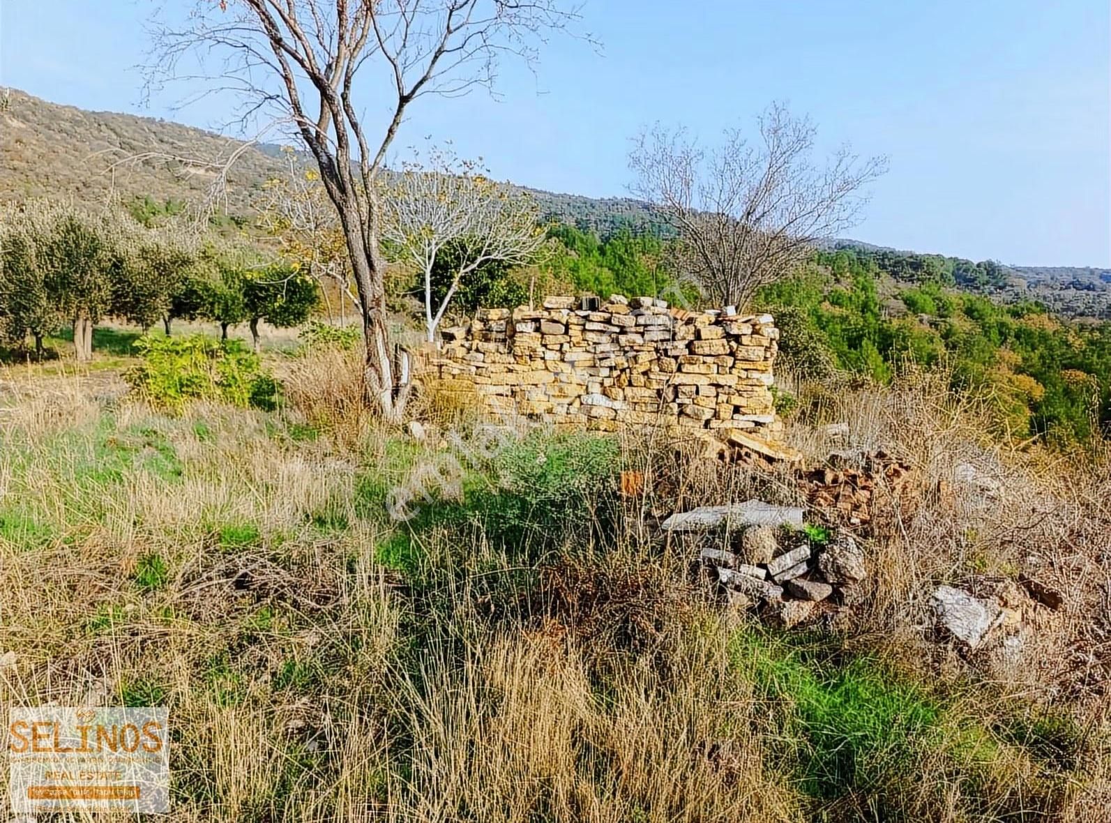 Yukarı Ilgındere Köyünde 2223 M2 Zeytinlik - Görsel 5