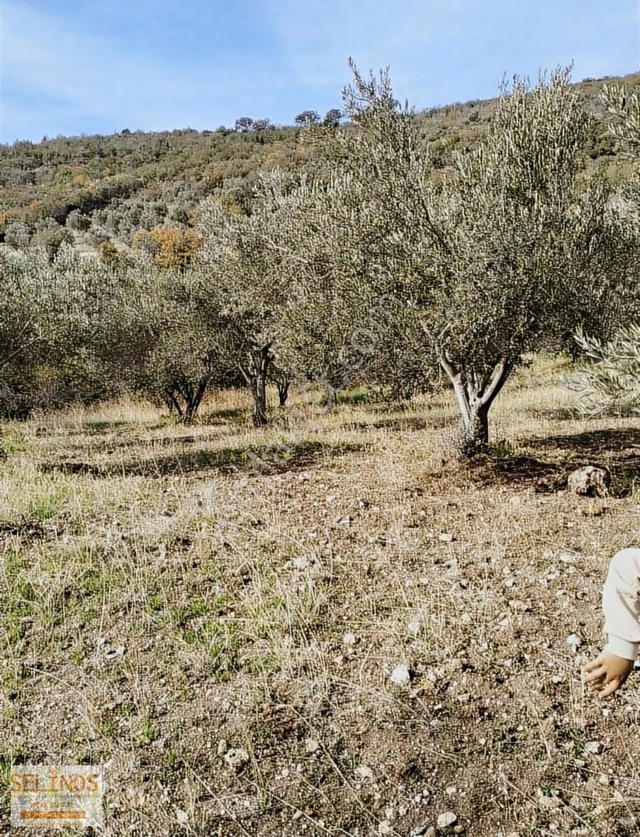 Yukarı Ilgındere Köyünde 2223 M2 Zeytinlik