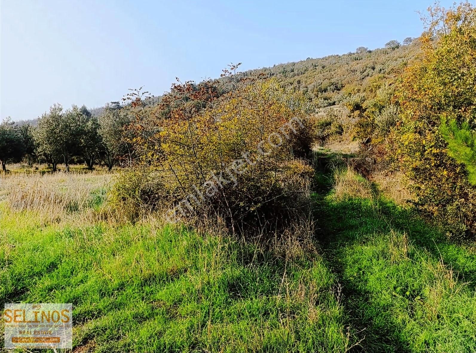 Yukarı Ilgındere Köyünde 2223 M2 Zeytinlik - Görsel 6