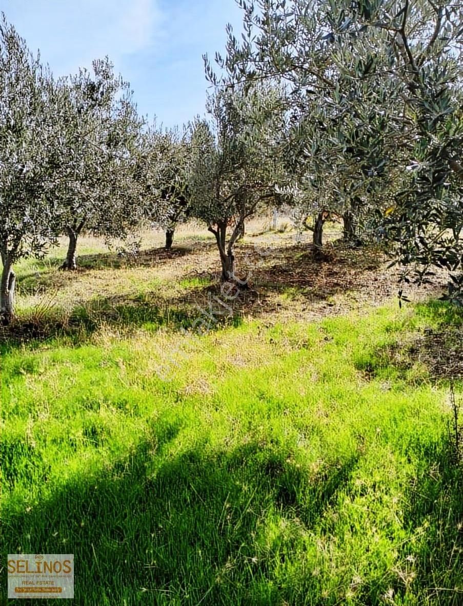 Yukarı Ilgındere Köyünde 2223 M2 Zeytinlik - Görsel 7