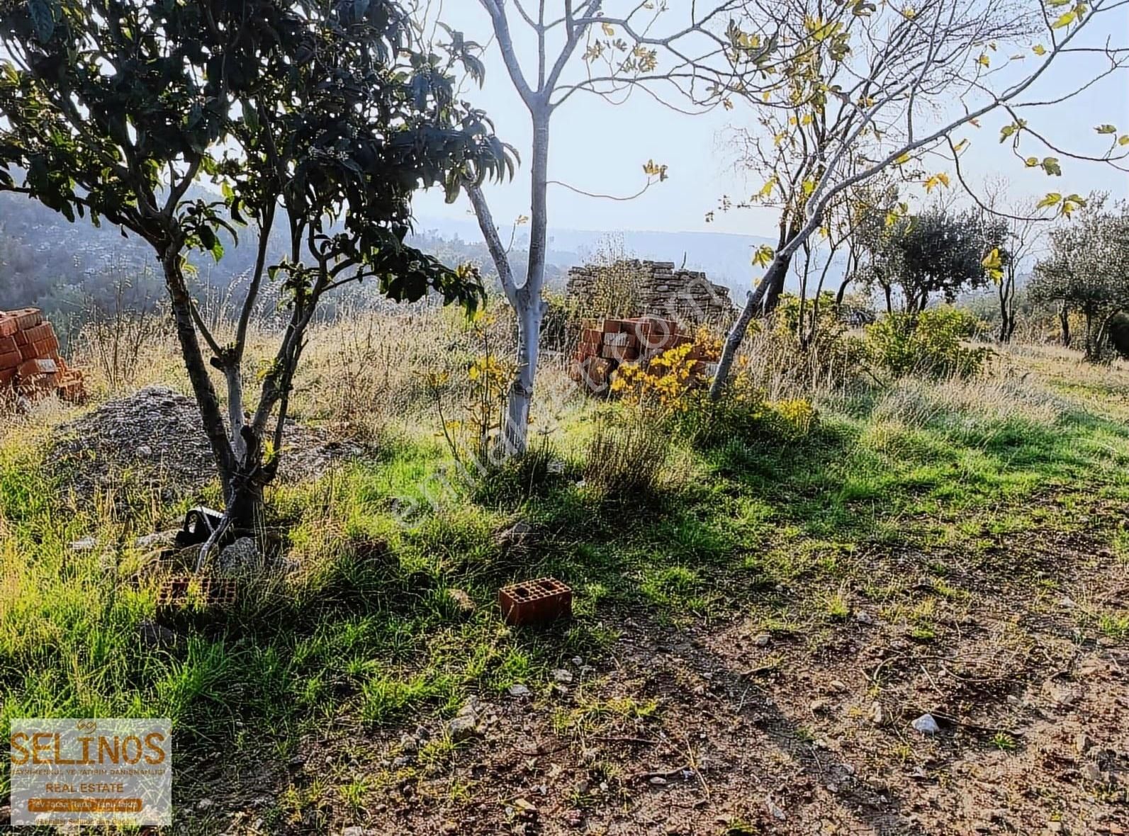 Yukarı Ilgındere Köyünde 2223 M2 Zeytinlik - Görsel 2