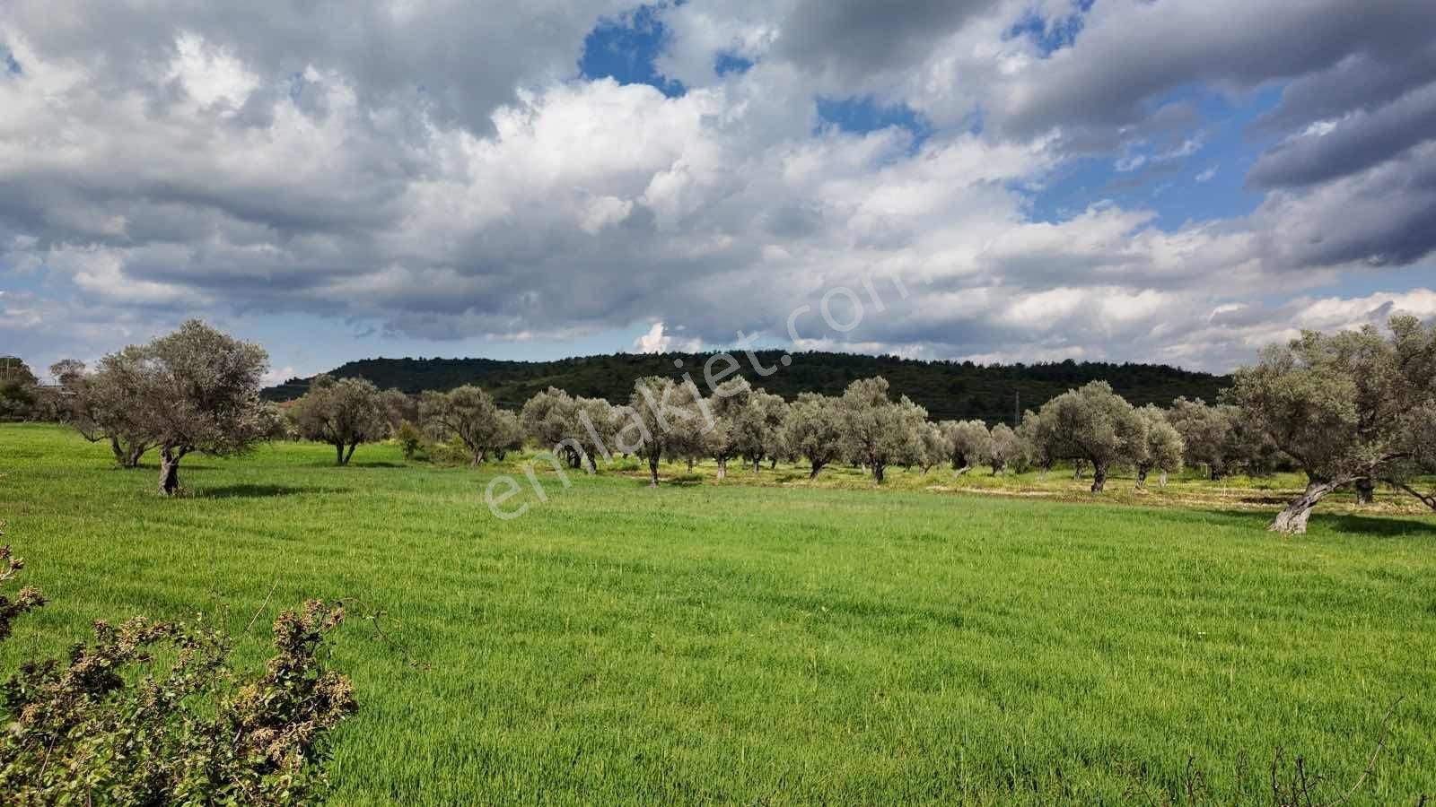 Urla Ovacık'ta Satılık Tarla - Görsel 7