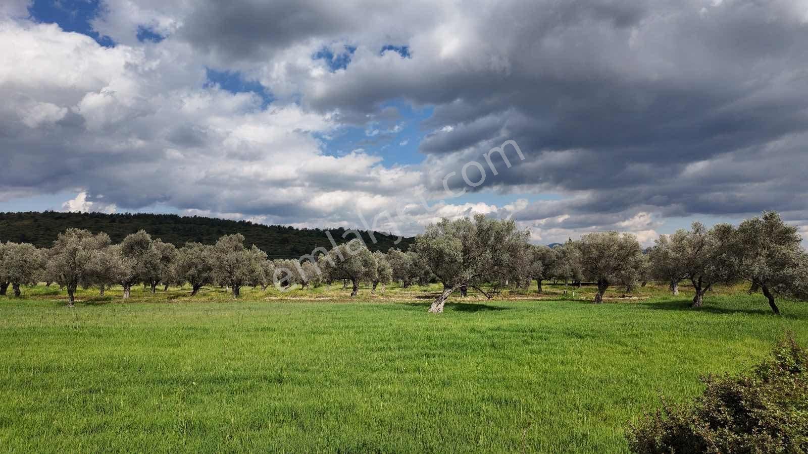 Urla Ovacık'ta Satılık Tarla - Görsel 4