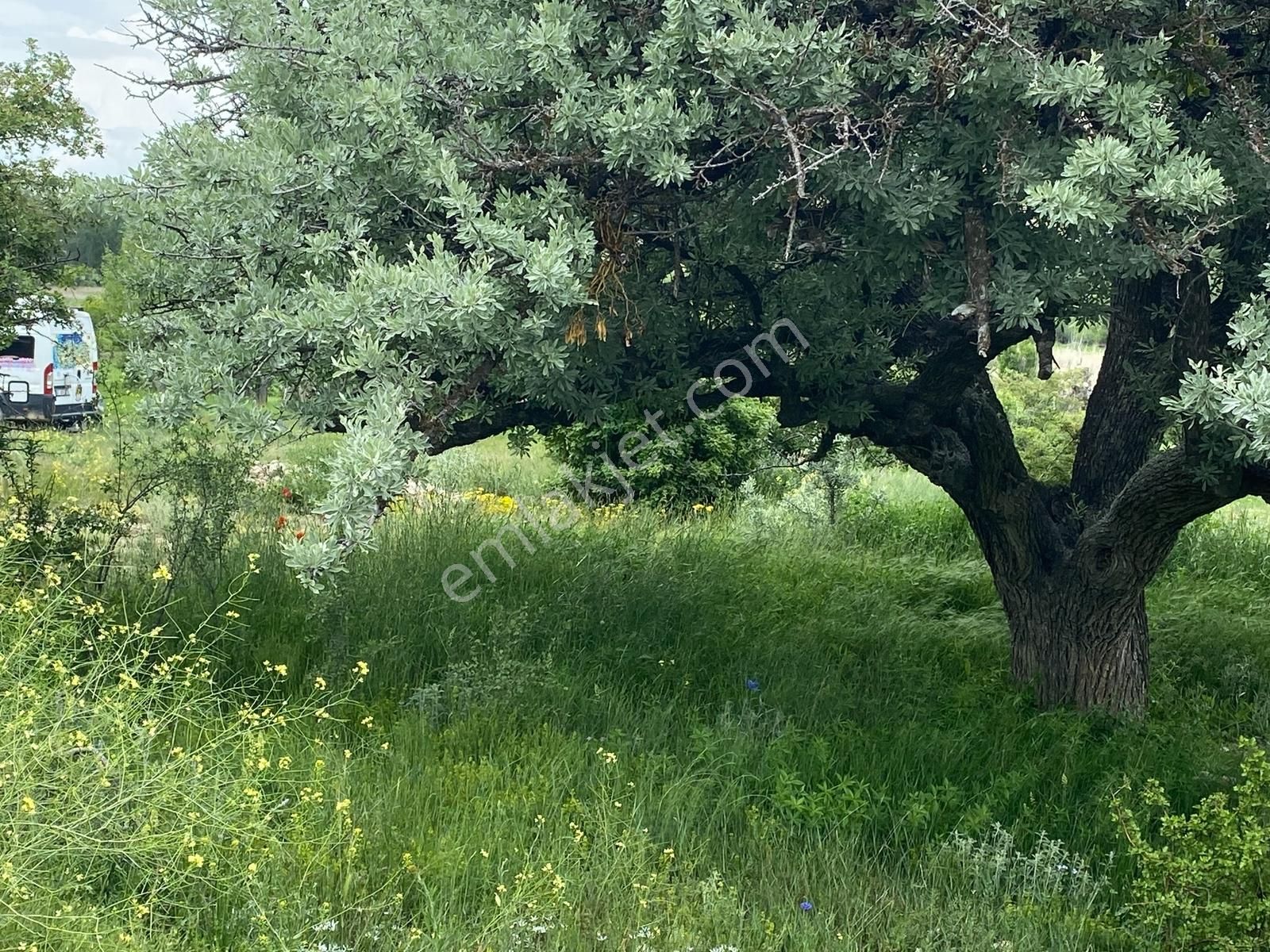 Küçükmuhsine'de Satılık Mustakil Bahçe - Görsel 3