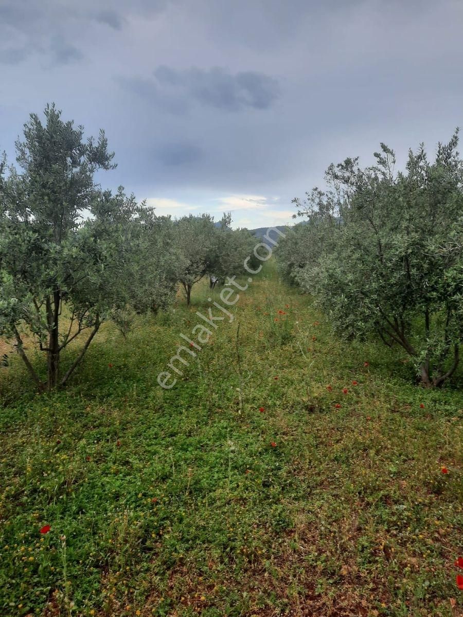 Kaş Kınık'ta Satılık Arazi - Görsel 15