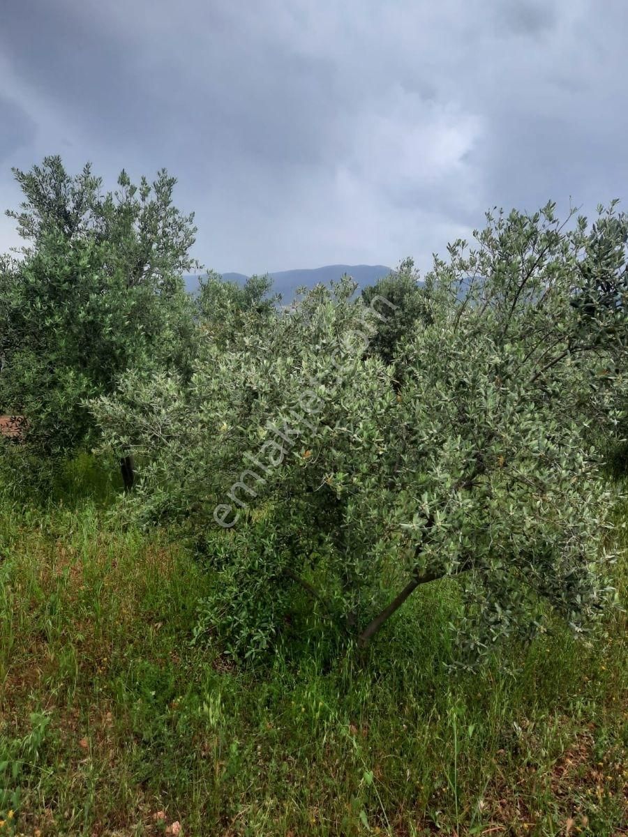Kaş Kınık'ta Satılık Arazi