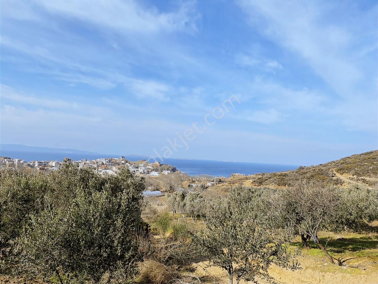 Bandırma Sahilyenice'de Deniz Manzaralı Sahile Yakın Zeytinlik - Görsel 18
