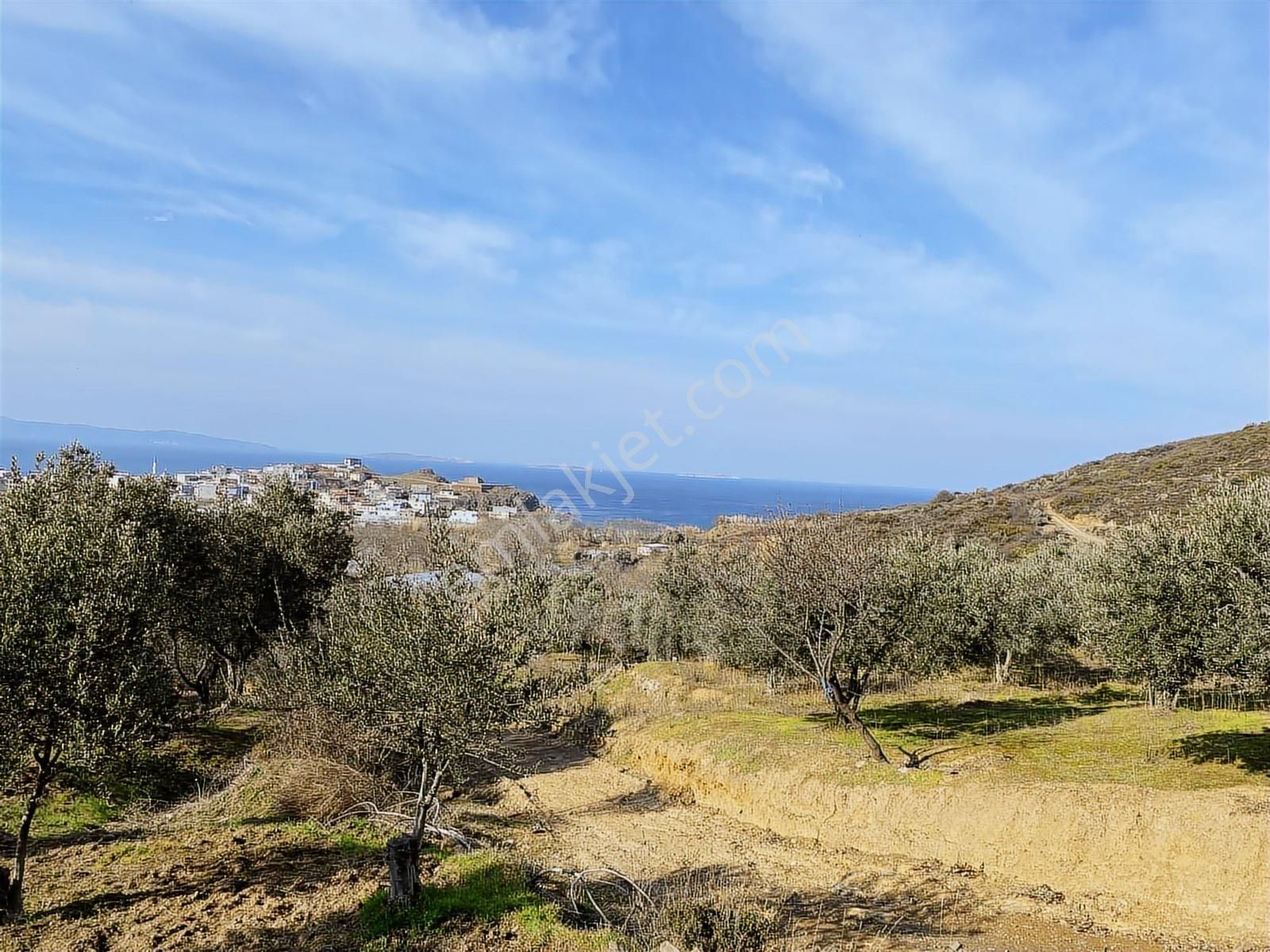 Bandırma Sahilyenice'de Deniz Manzaralı Sahile Yakın Zeytinlik - Görsel 20