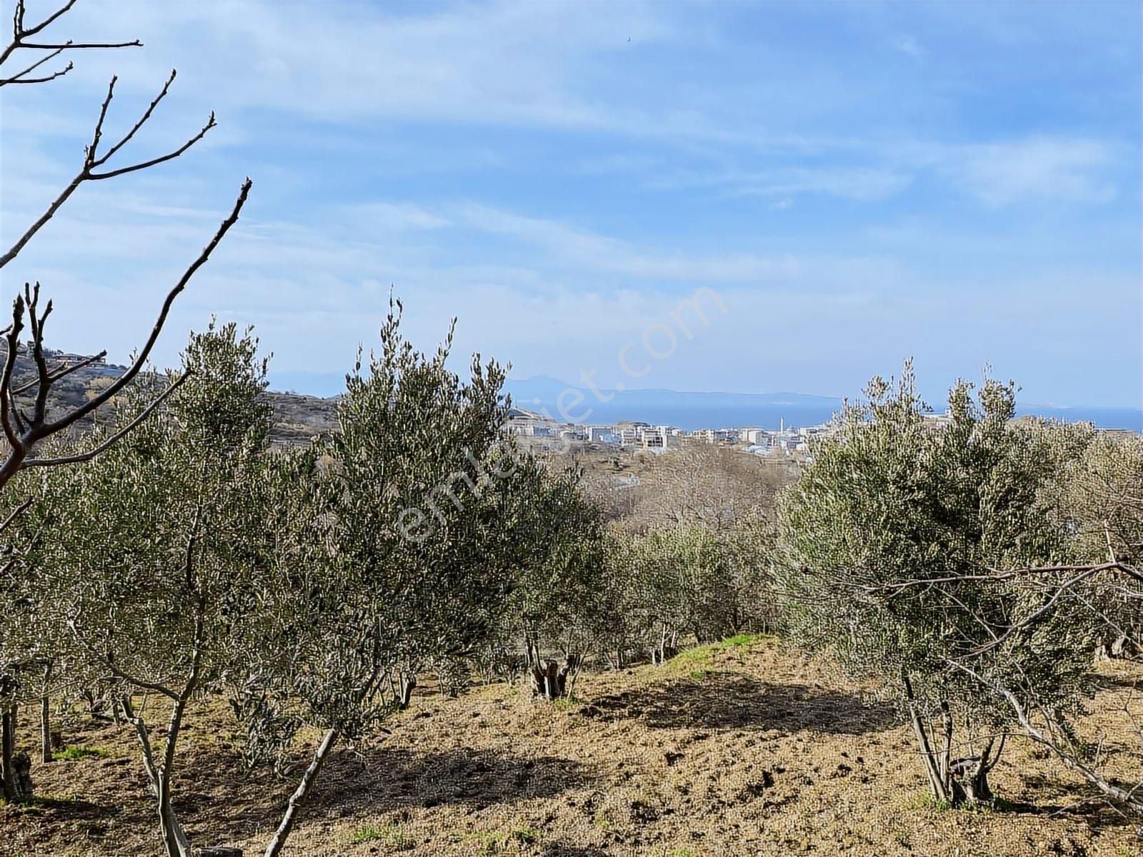 Bandırma Sahilyenice'de Deniz Manzaralı Sahile Yakın Zeytinlik - Görsel 13