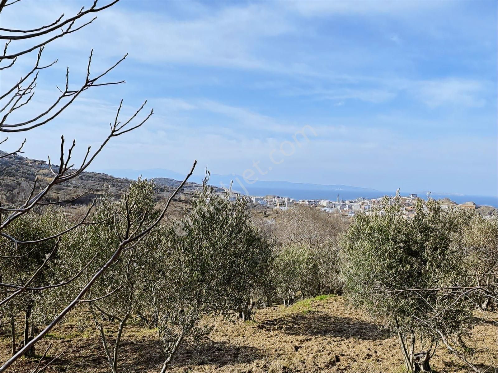 Bandırma Sahilyenice'de Deniz Manzaralı Sahile Yakın Zeytinlik - Görsel 15