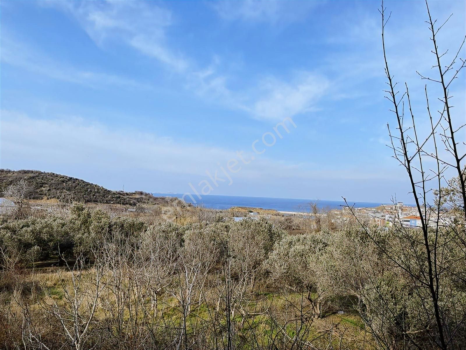 Bandırma Sahilyenice'de Deniz Manzaralı Sahile Yakın Zeytinlik