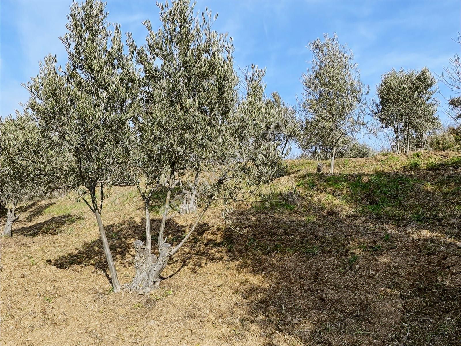 Bandırma Sahilyenice'de Deniz Manzaralı Sahile Yakın Zeytinlik - Görsel 3