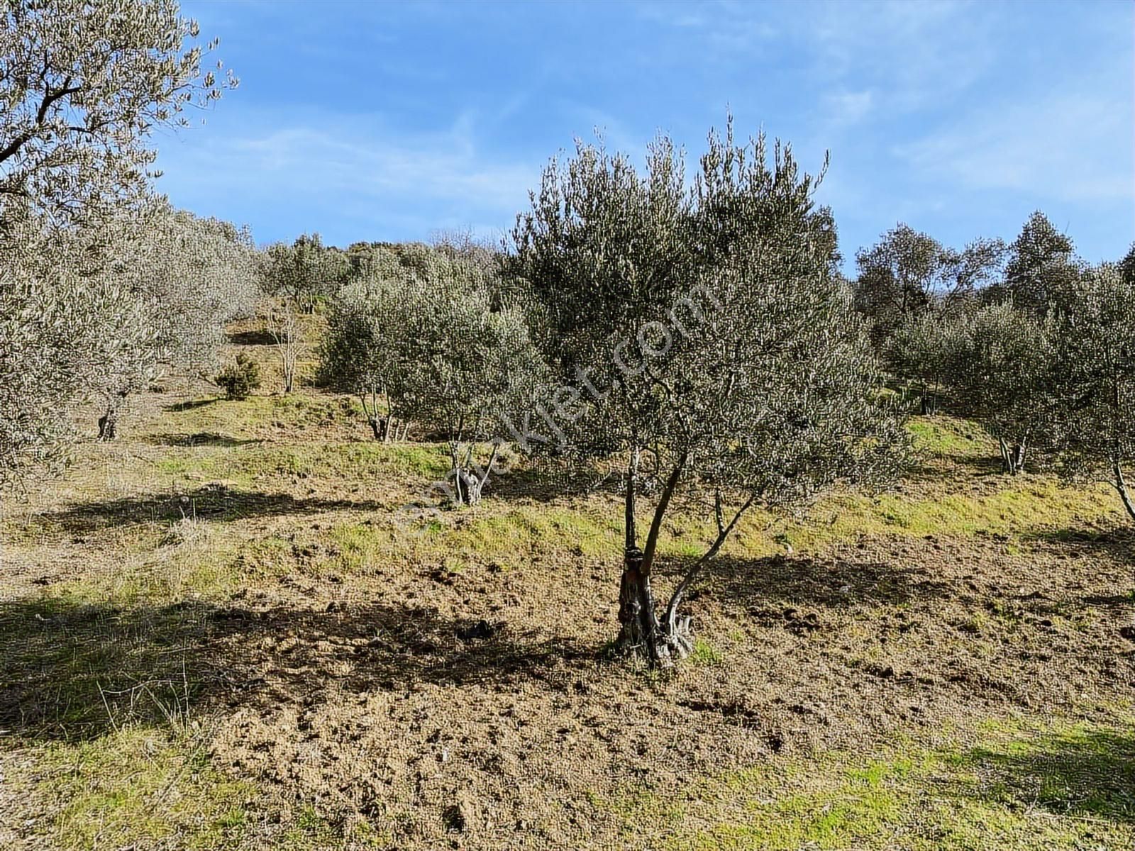 Bandırma Sahilyenice'de Deniz Manzaralı Sahile Yakın Zeytinlik - Görsel 5