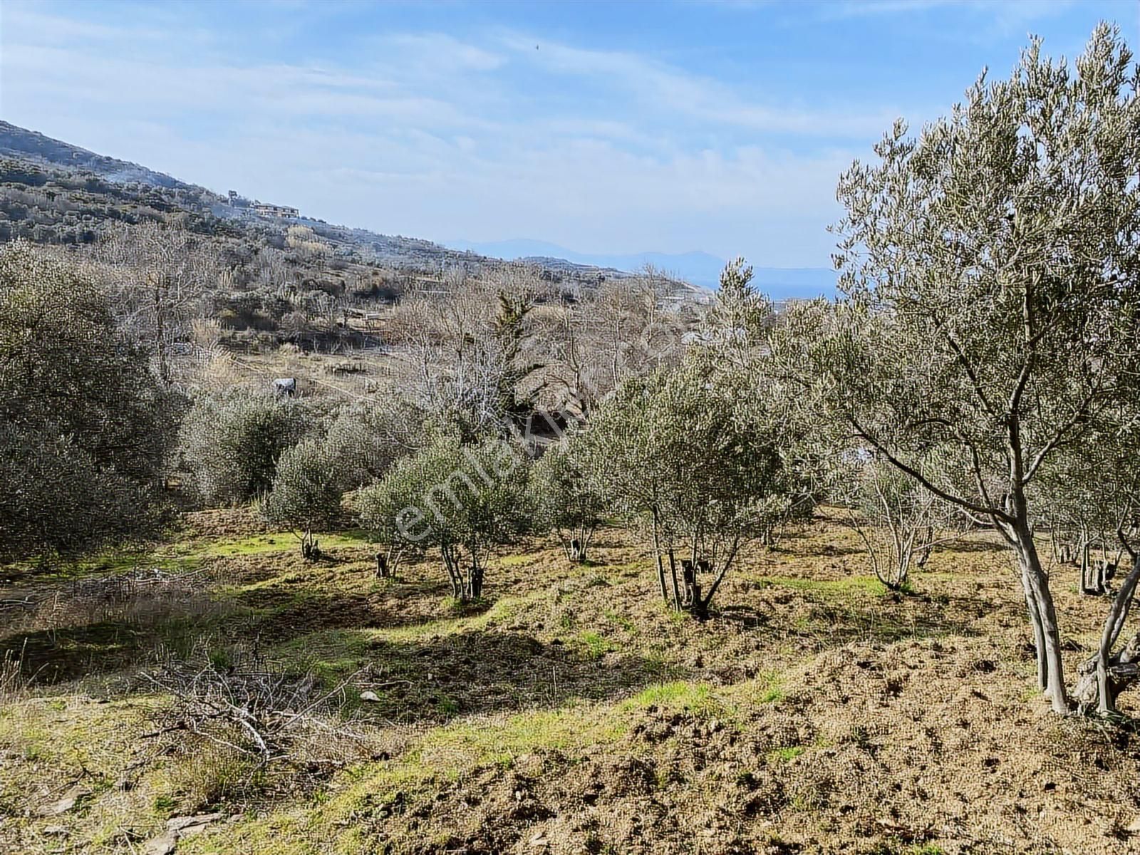 Bandırma Sahilyenice'de Deniz Manzaralı Sahile Yakın Zeytinlik - Görsel 12