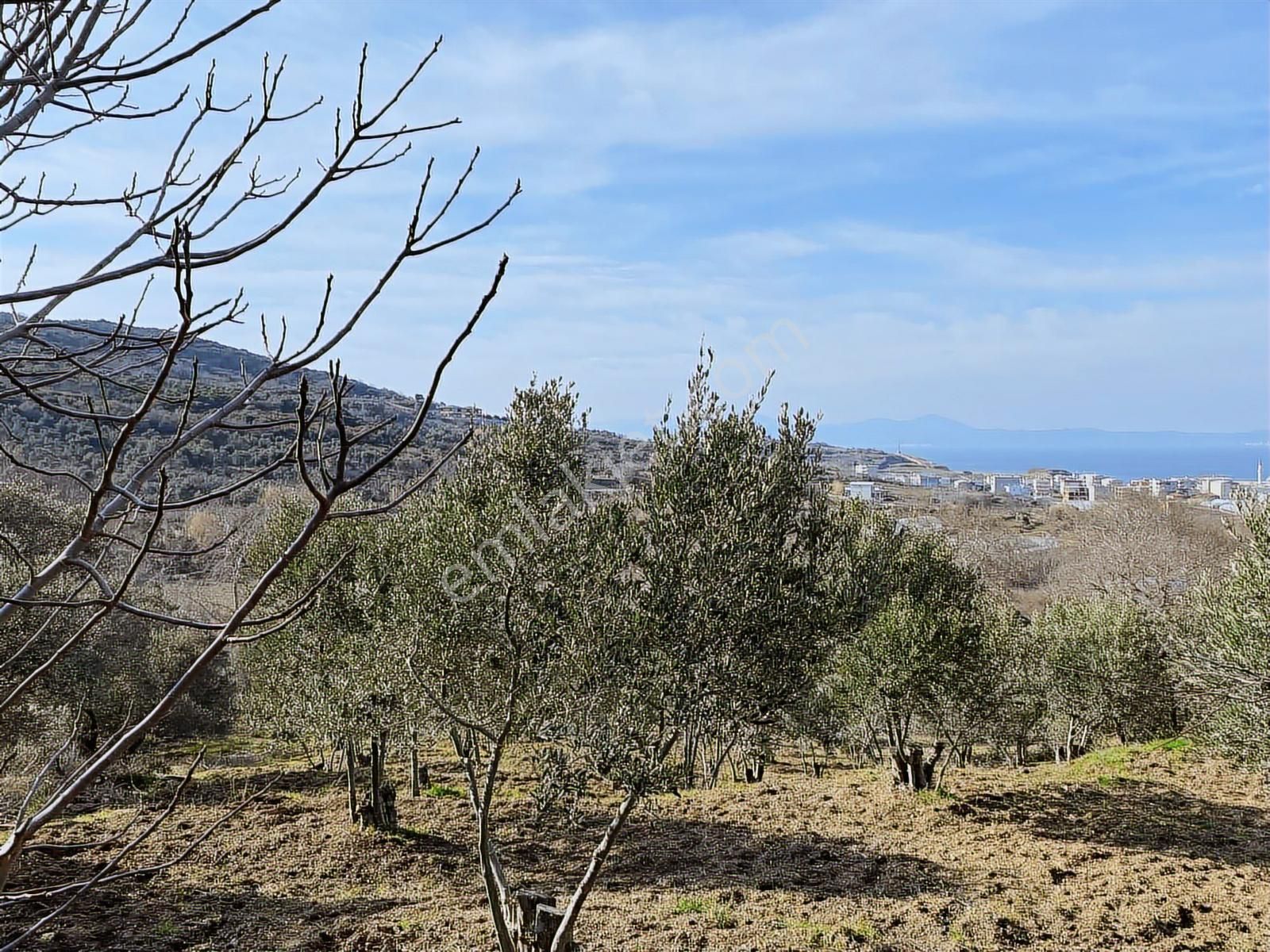 Bandırma Sahilyenice'de Deniz Manzaralı Sahile Yakın Zeytinlik - Görsel 14
