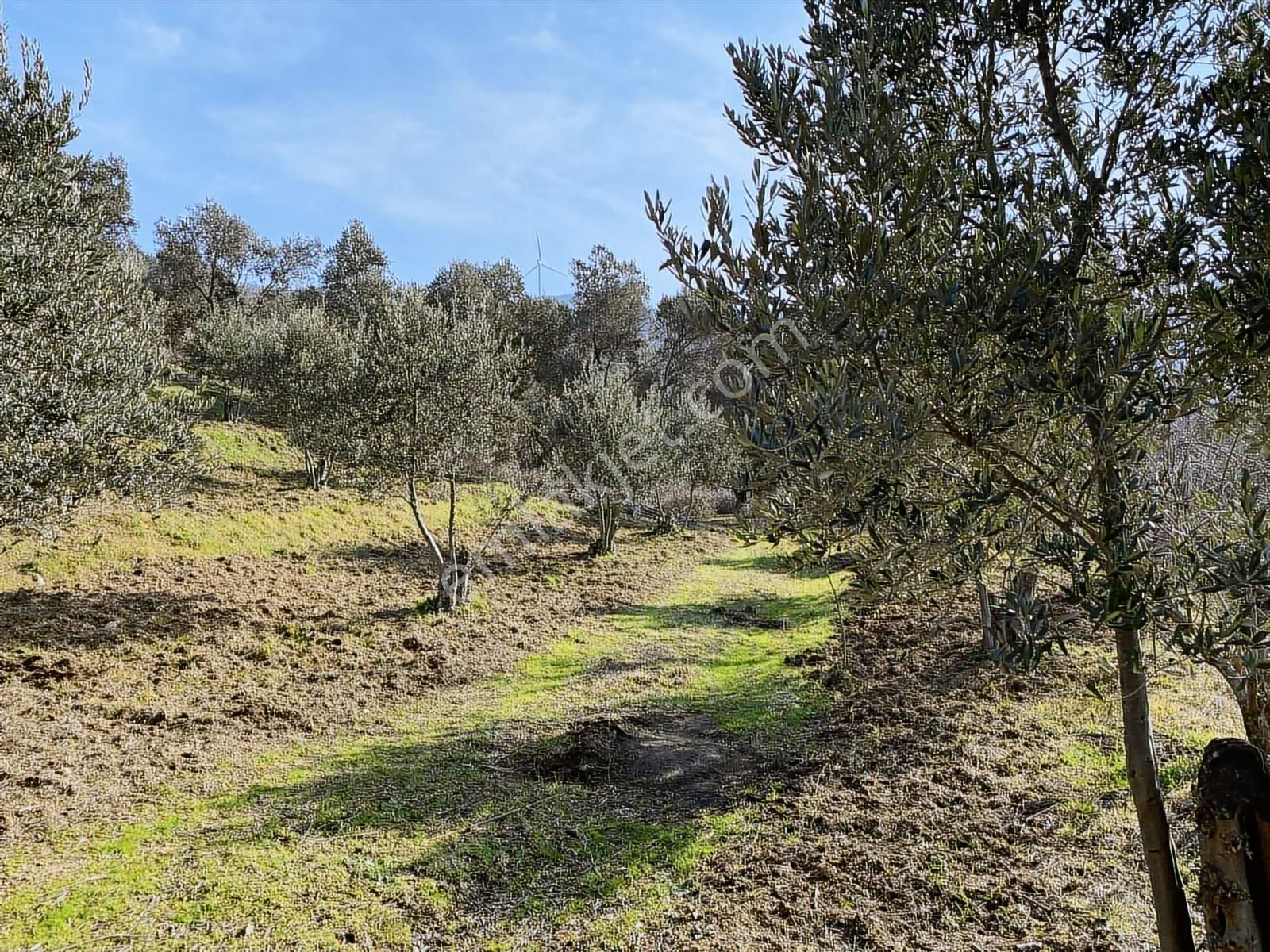 Bandırma Sahilyenice'de Deniz Manzaralı Sahile Yakın Zeytinlik - Görsel 9