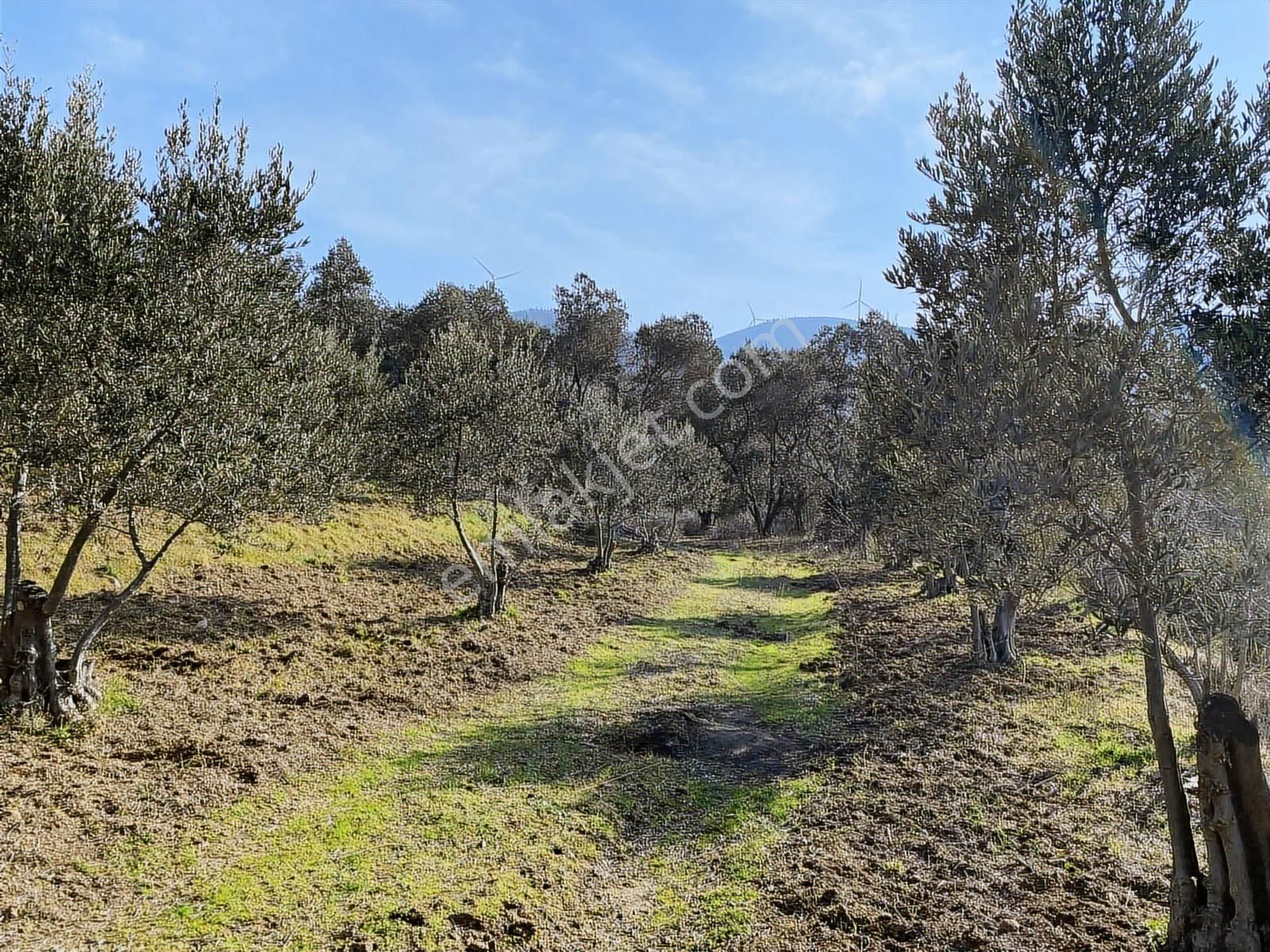 Bandırma Sahilyenice'de Deniz Manzaralı Sahile Yakın Zeytinlik - Görsel 8