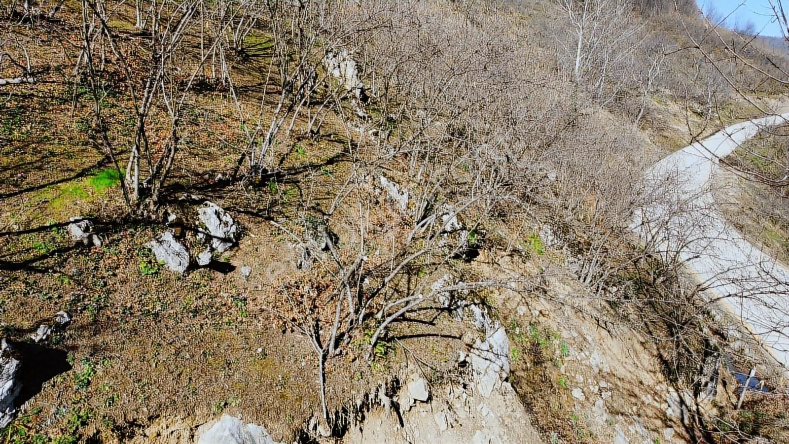 Yön Grouptan Satılık Fındık Bahçesi - Görsel 6