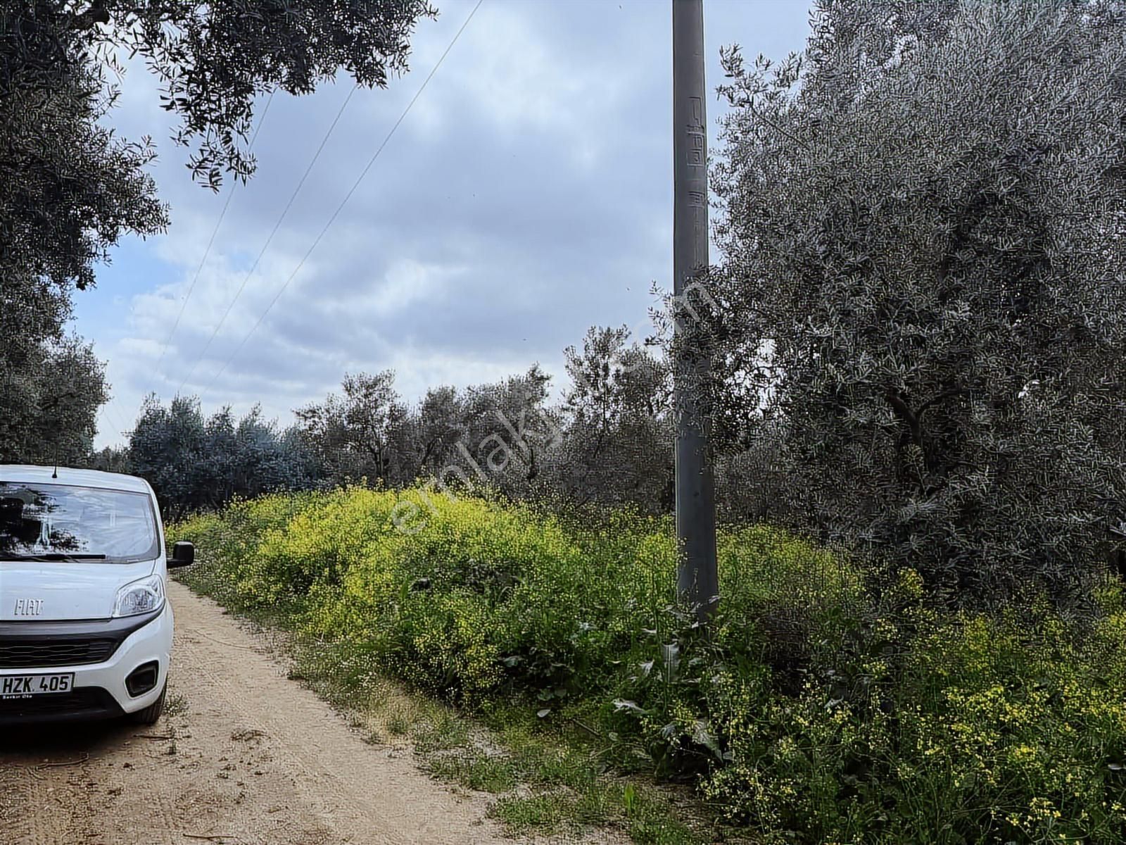 İznik Boyalıca/kılıçta Elektrik Ve Suyu Olan Göle Yakın Arazi - Görsel 29