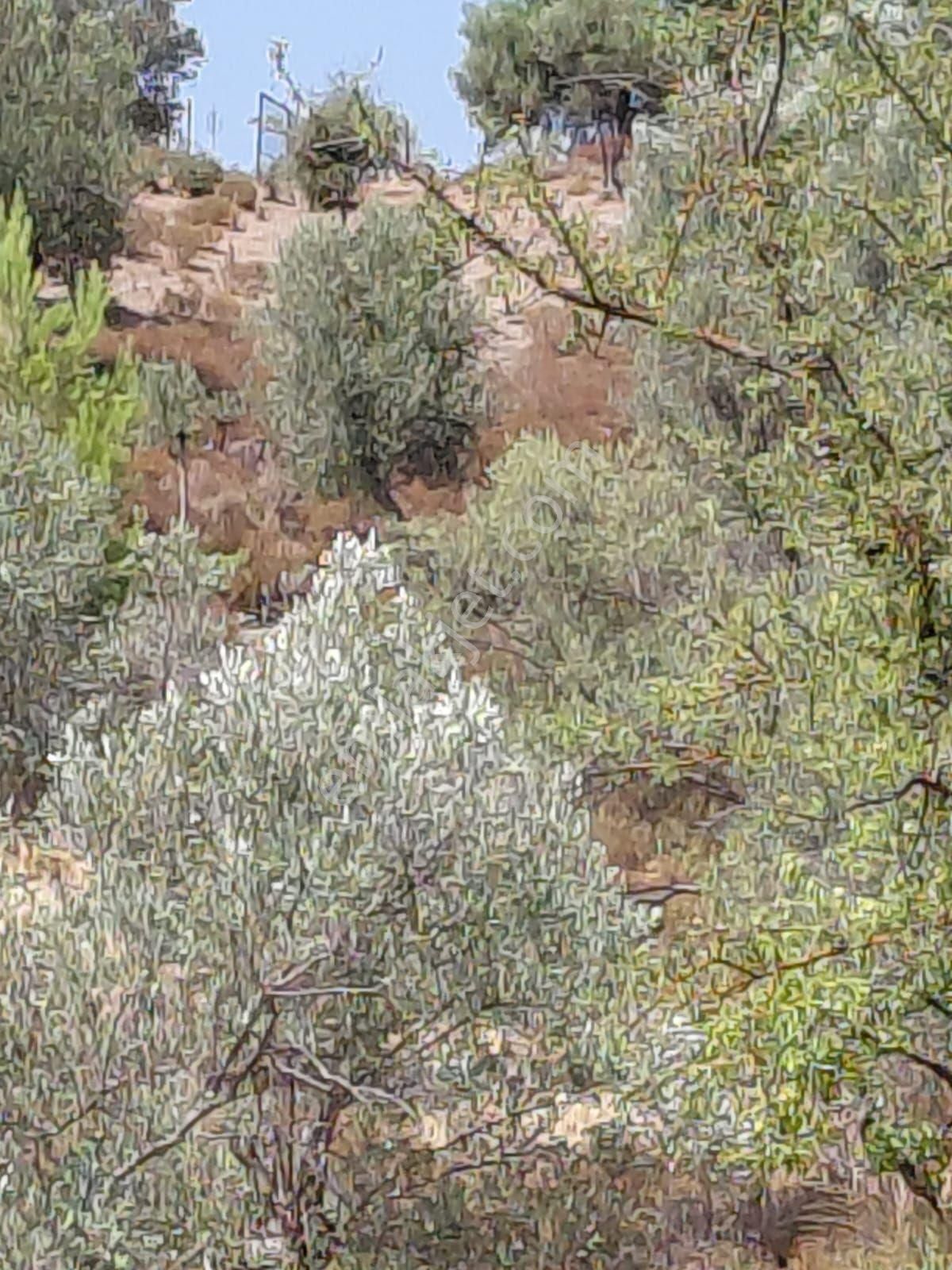 Beyler Köyü Satılık Zeytinlik