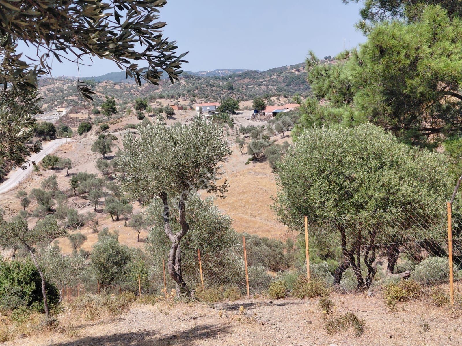 Beyler Köyü Satılık Zeytinlik - Görsel 7