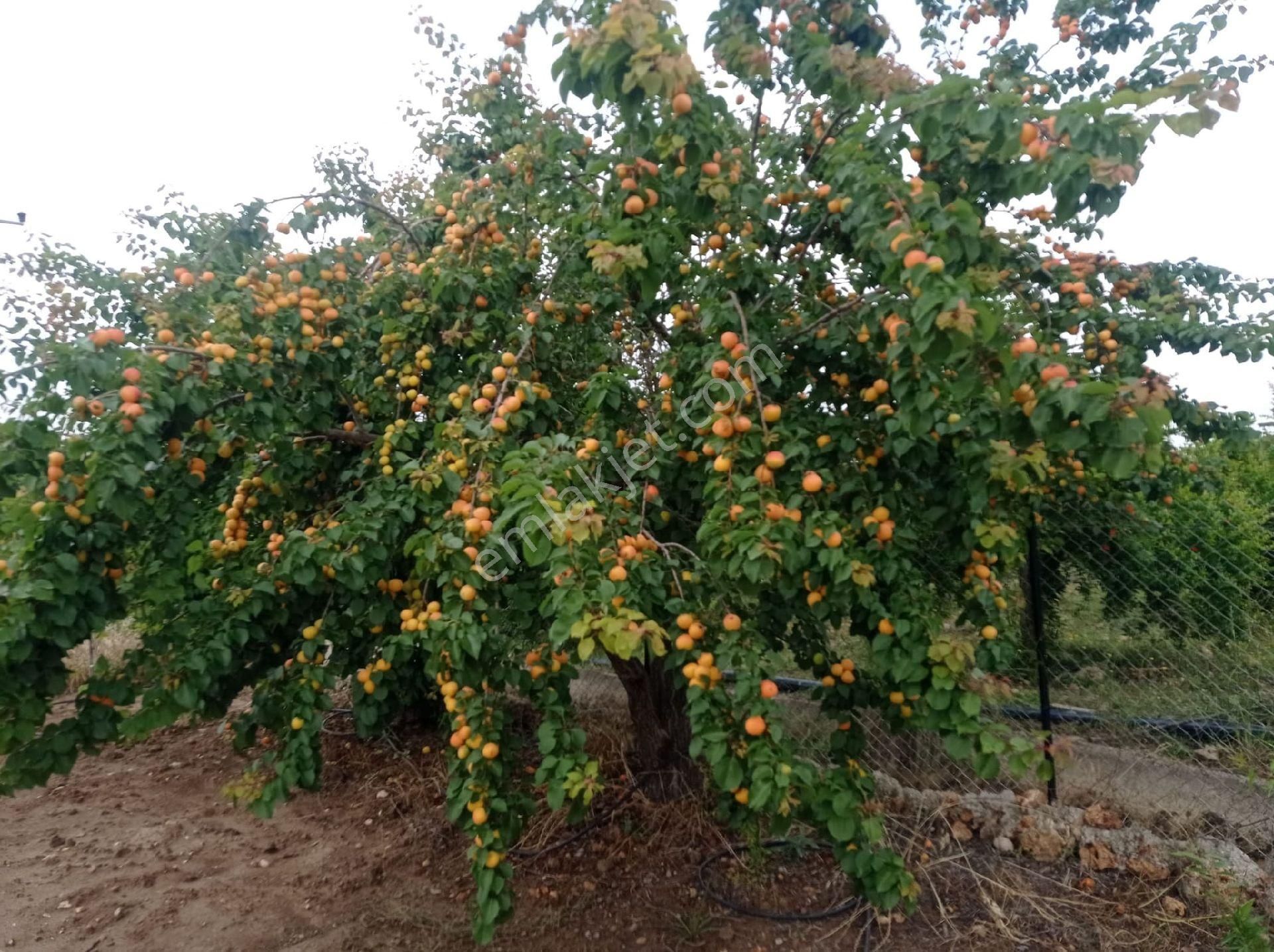 Kepezde Satılık Tarıma Elverişli Arsa - Görsel 8