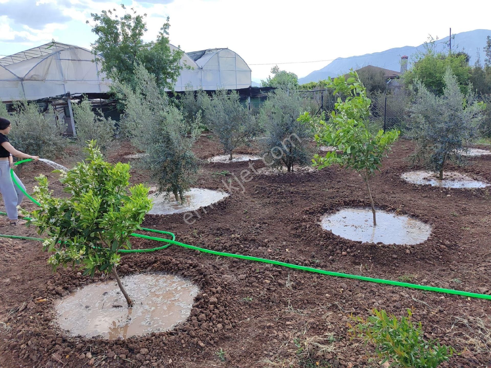 Kepezde Satılık Tarıma Elverişli Arsa - Görsel 3