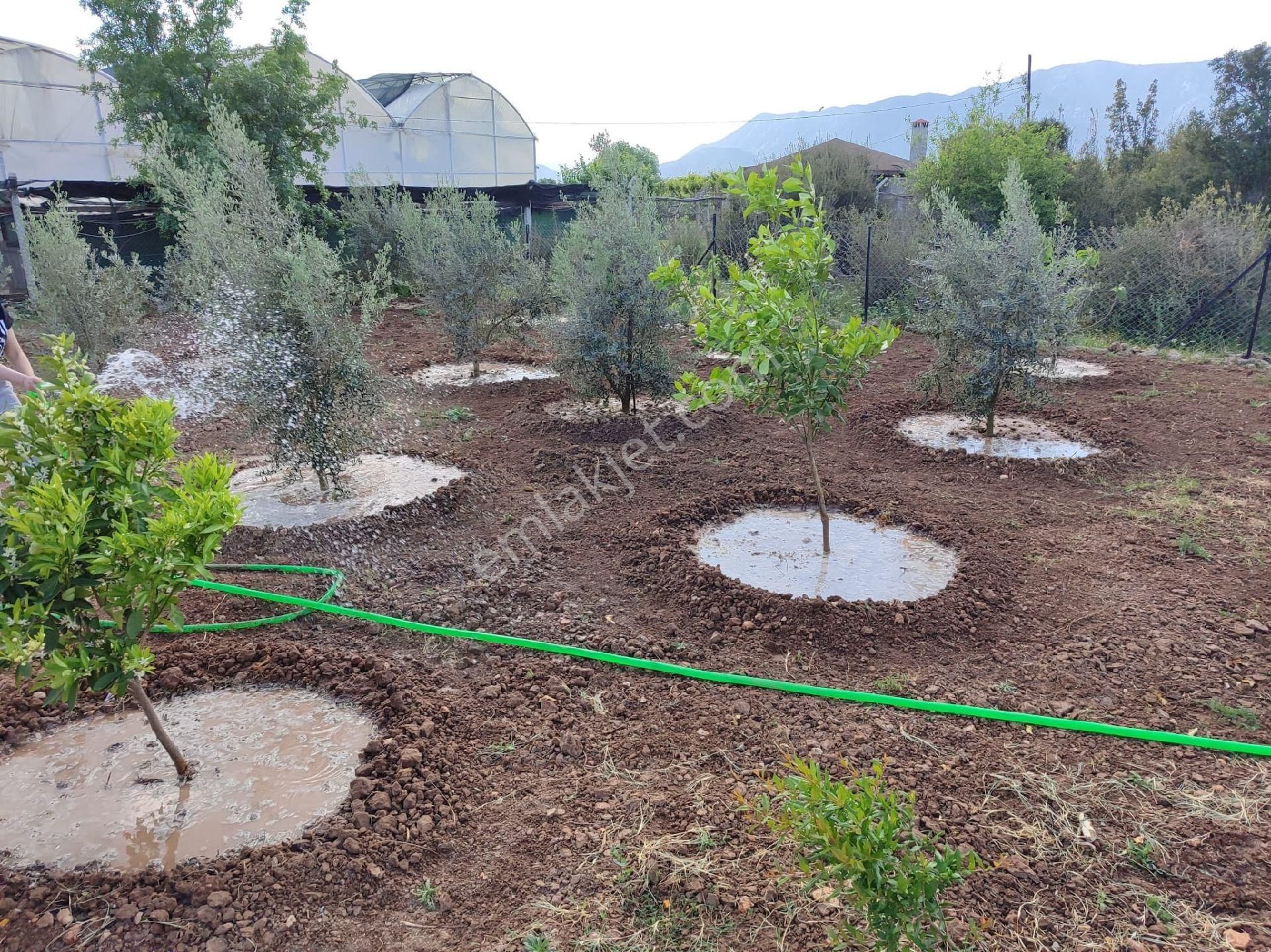 Kepezde Satılık Tarıma Elverişli Arsa - Görsel 4