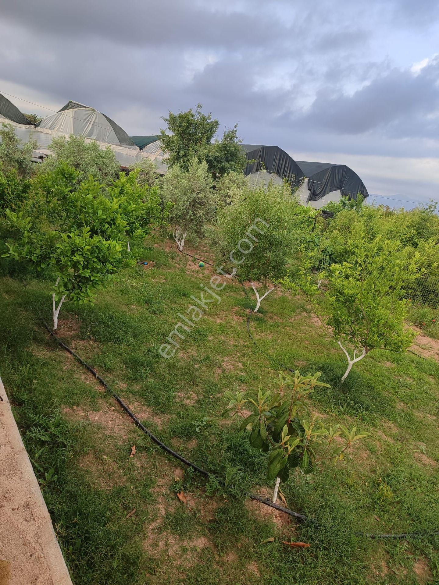 Kepezde Satılık Tarıma Elverişli Arsa - Görsel 31