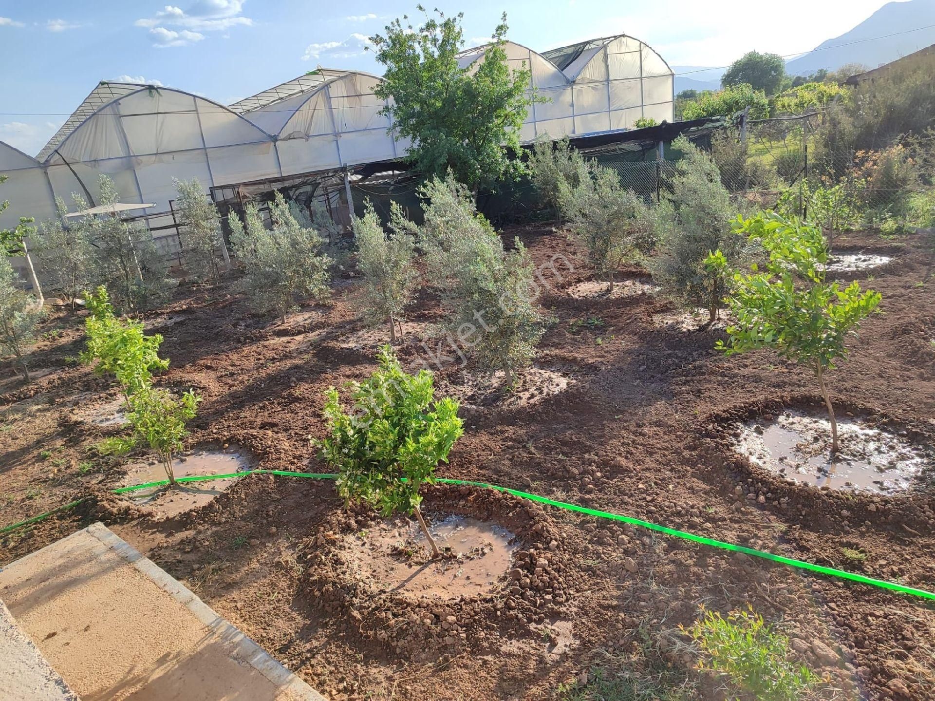 Kepezde Satılık Tarıma Elverişli Arsa - Görsel 6