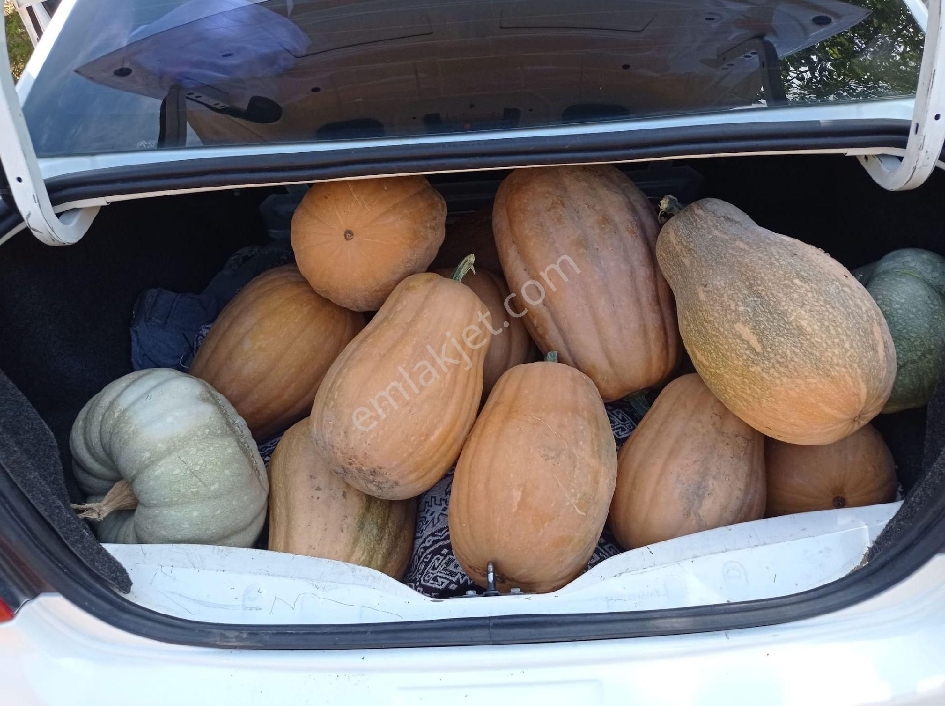 Kepezde Satılık Tarıma Elverişli Arsa - Görsel 10