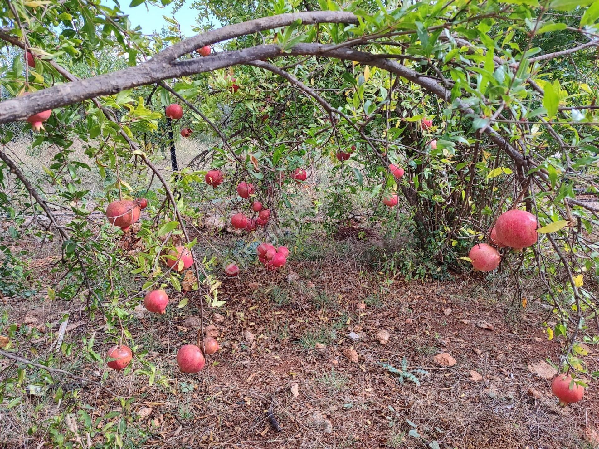 Kepezde Satılık Tarıma Elverişli Arsa - Görsel 7
