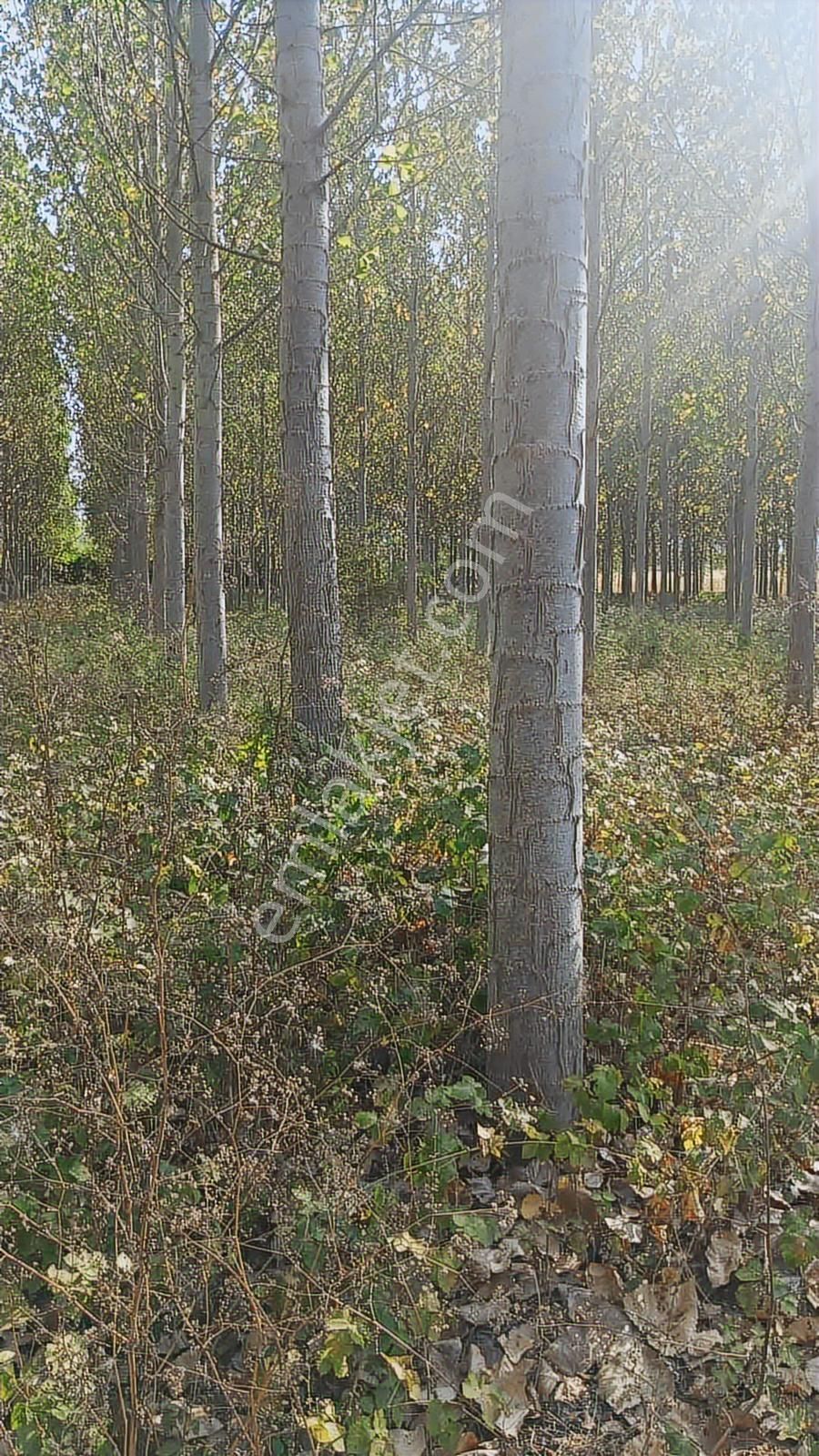 Yön Group'tan Kabakulak'ta Satılık Kavaklık - Görsel 8