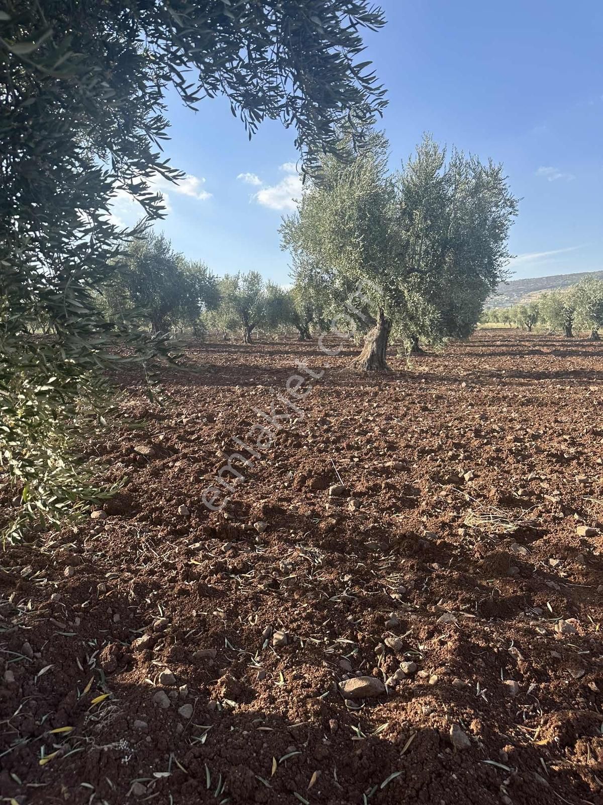 Acarda Süper Konumda Yatırımlık Tonluk Zeytin - Görsel 9