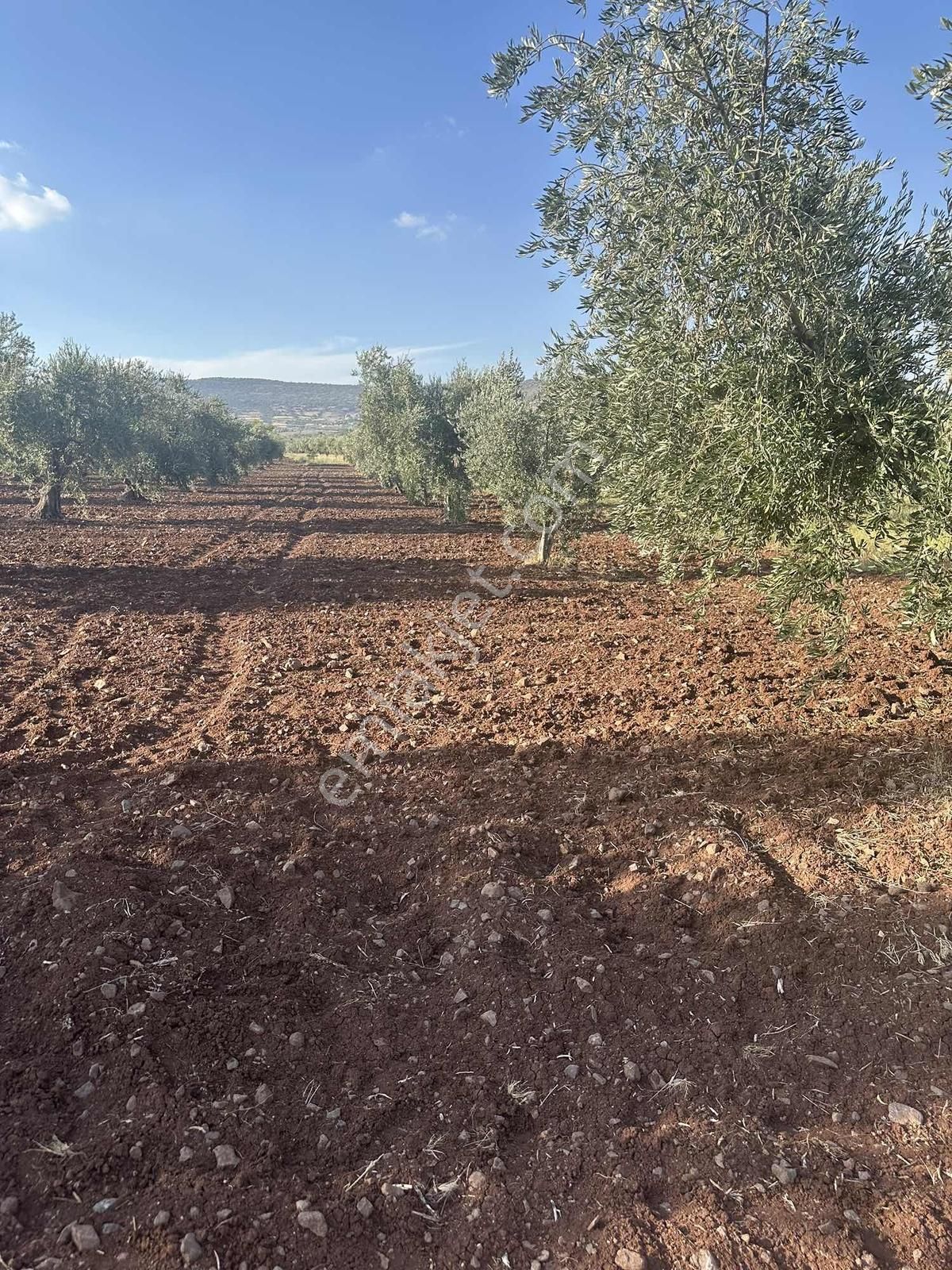 Acarda Süper Konumda Yatırımlık Tonluk Zeytin - Görsel 8